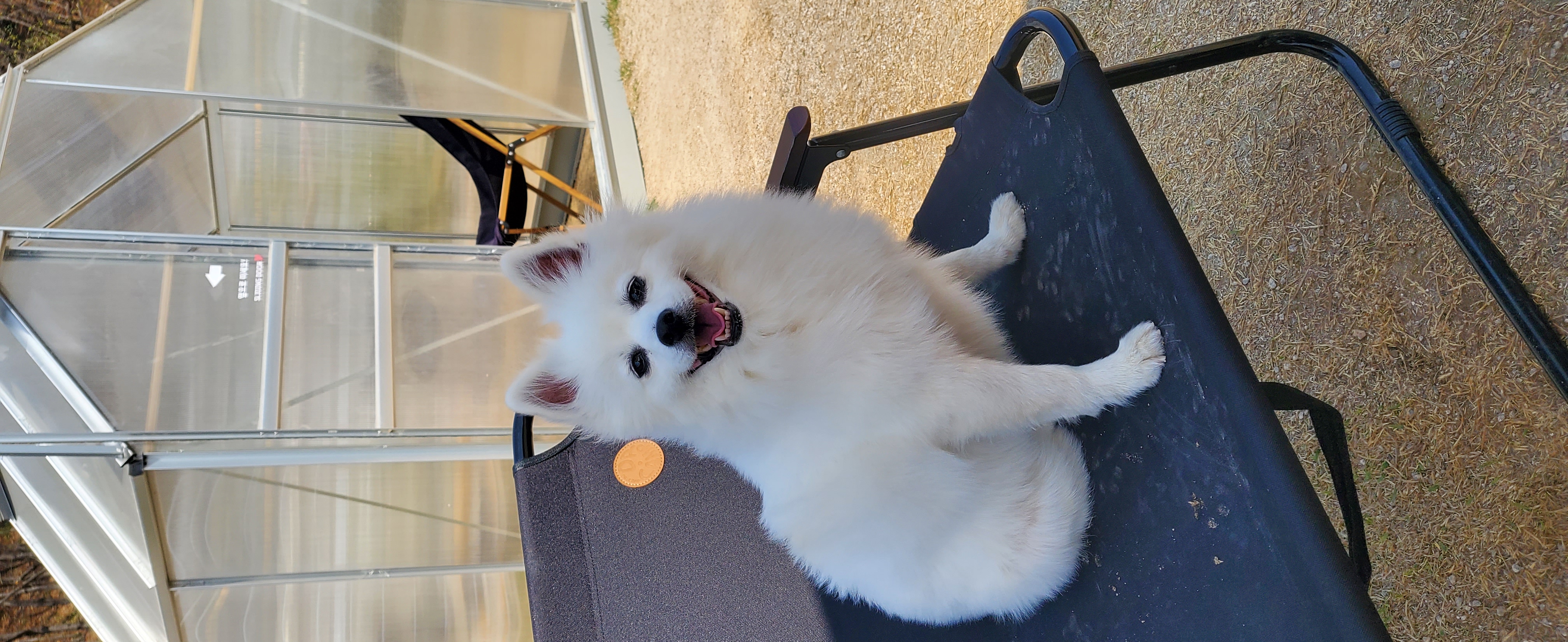 곤지암 달밤이 입양후 1년