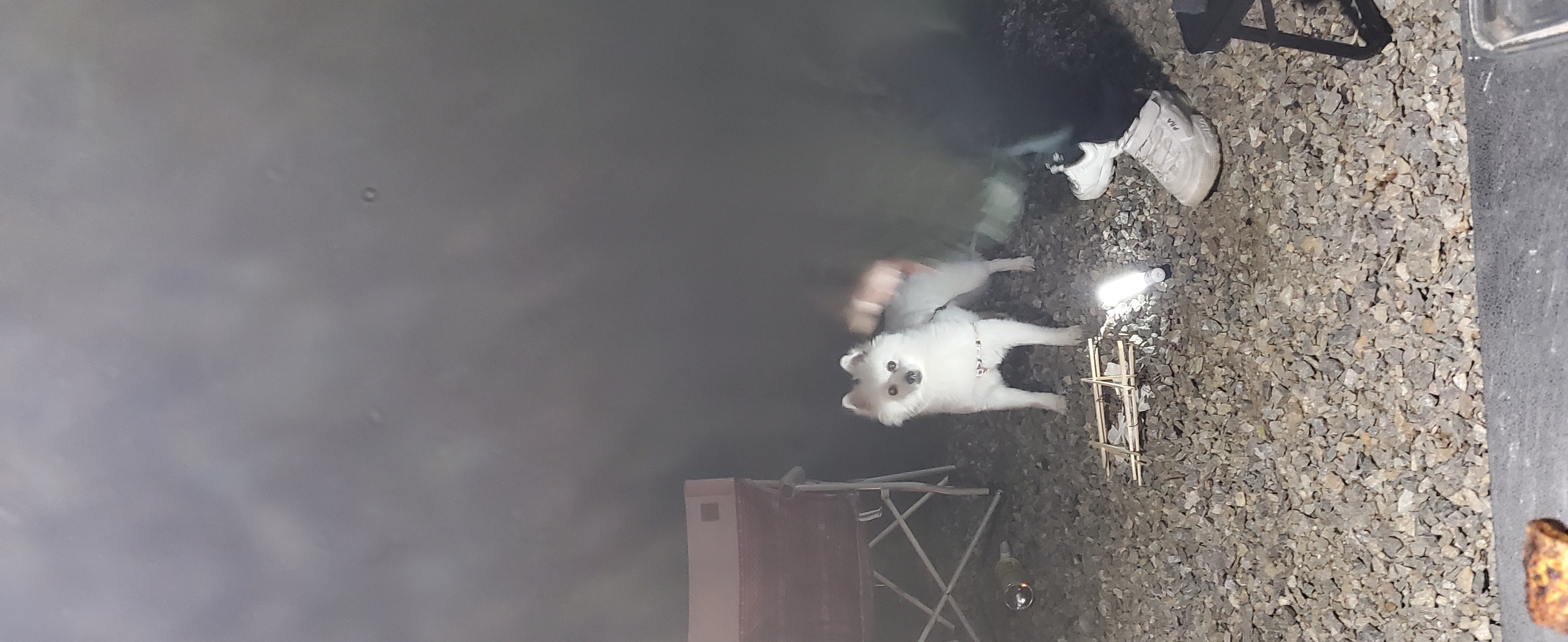 곤지암 달밤이 입양후 1년