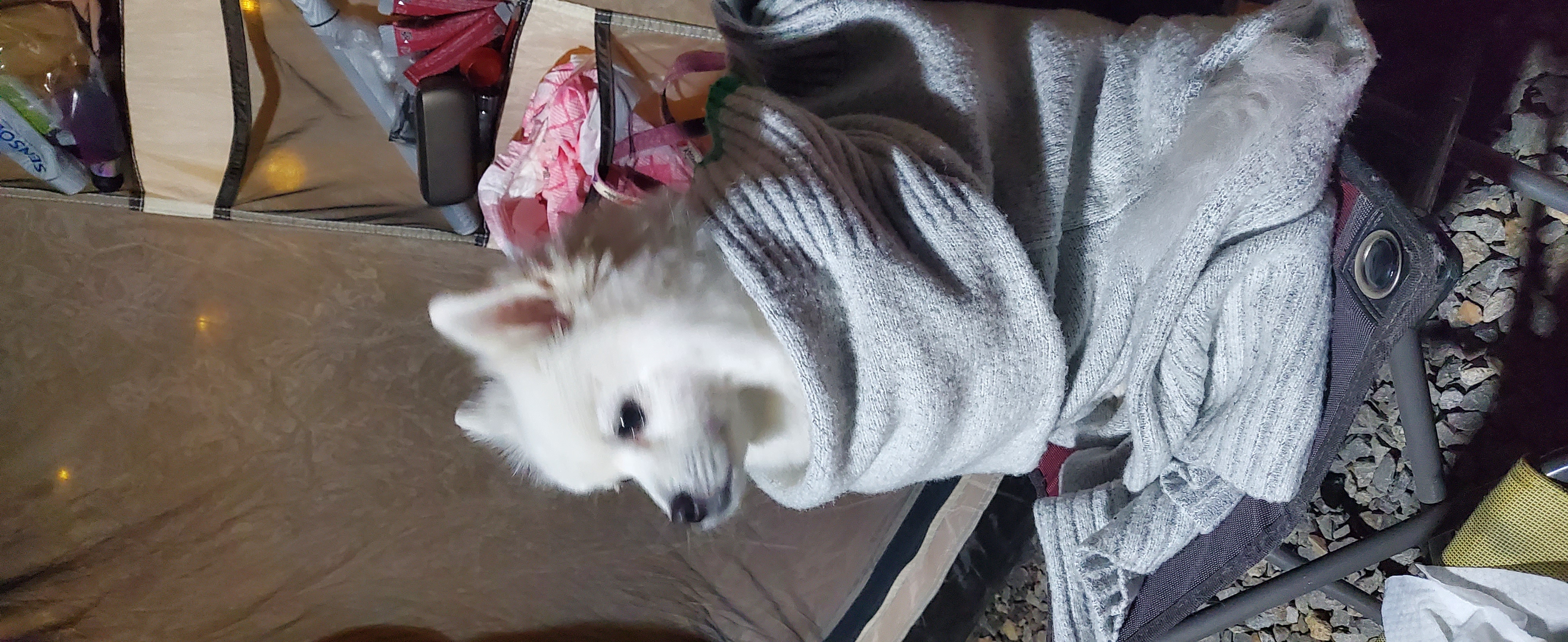 곤지암 달밤이 입양후 1년