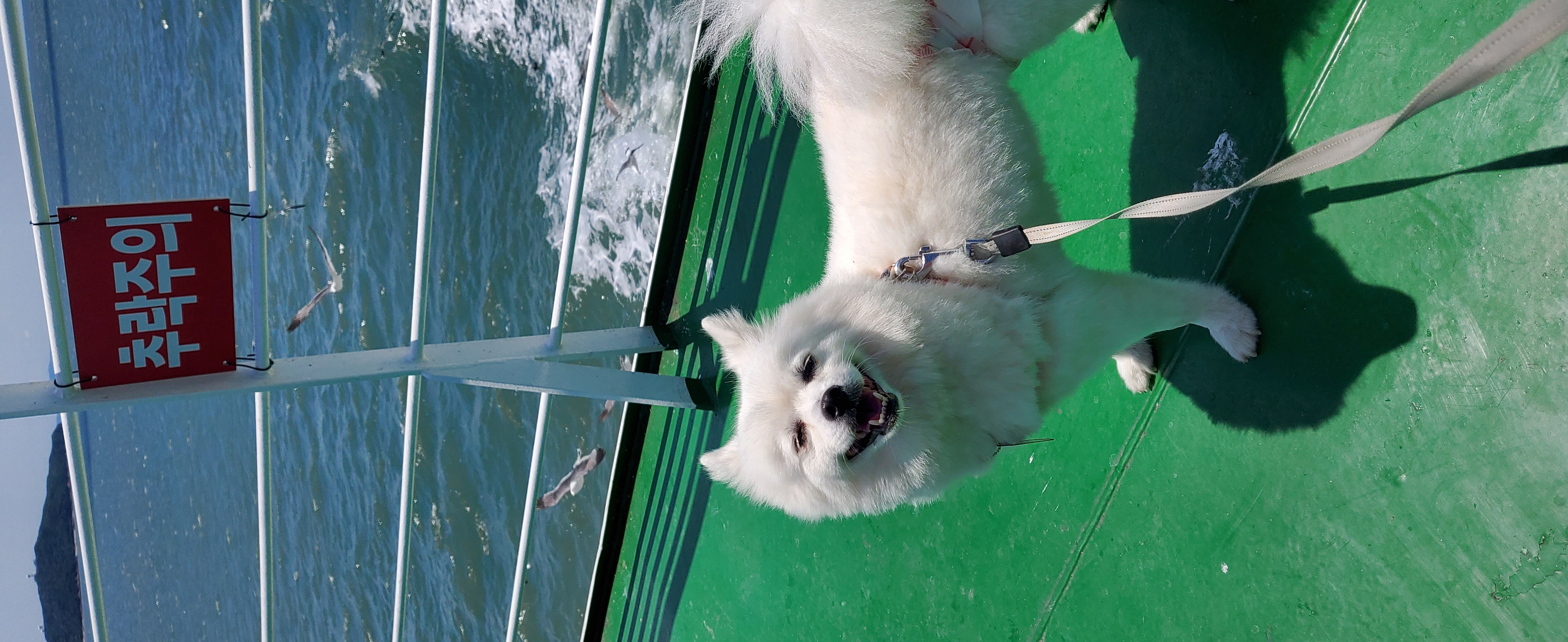 곤지암 달밤이 입양후 1년