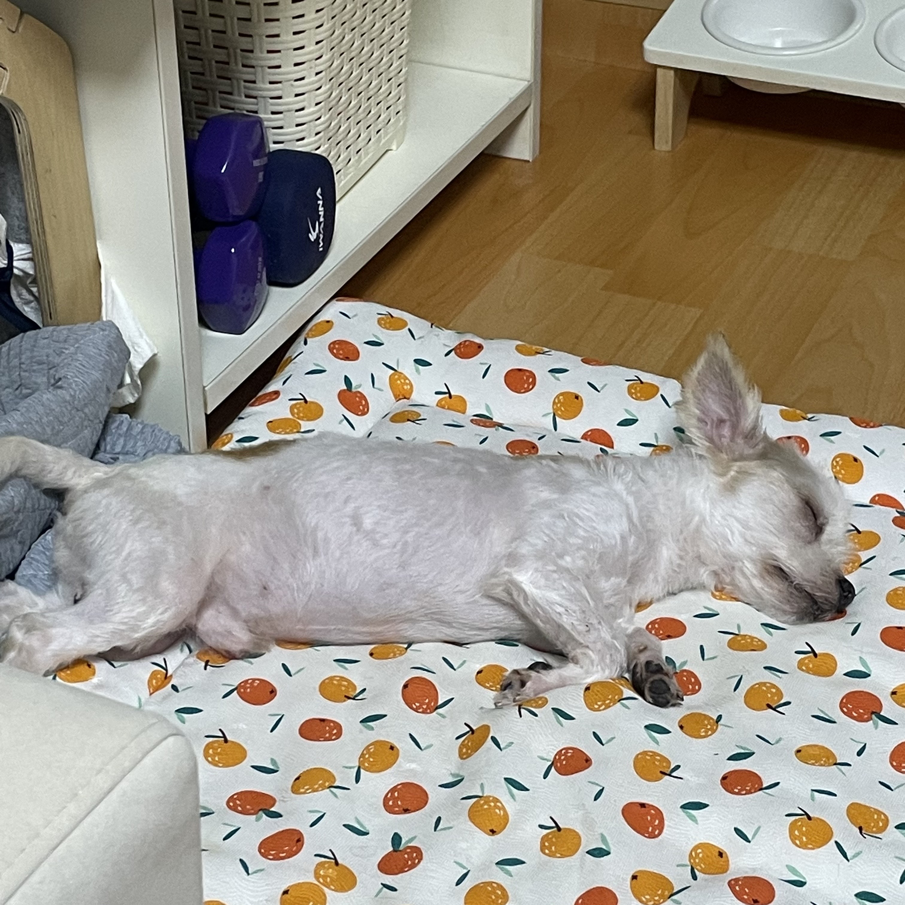 아산 호더 구조견 아금이 (현재:태산이) 임보 소식