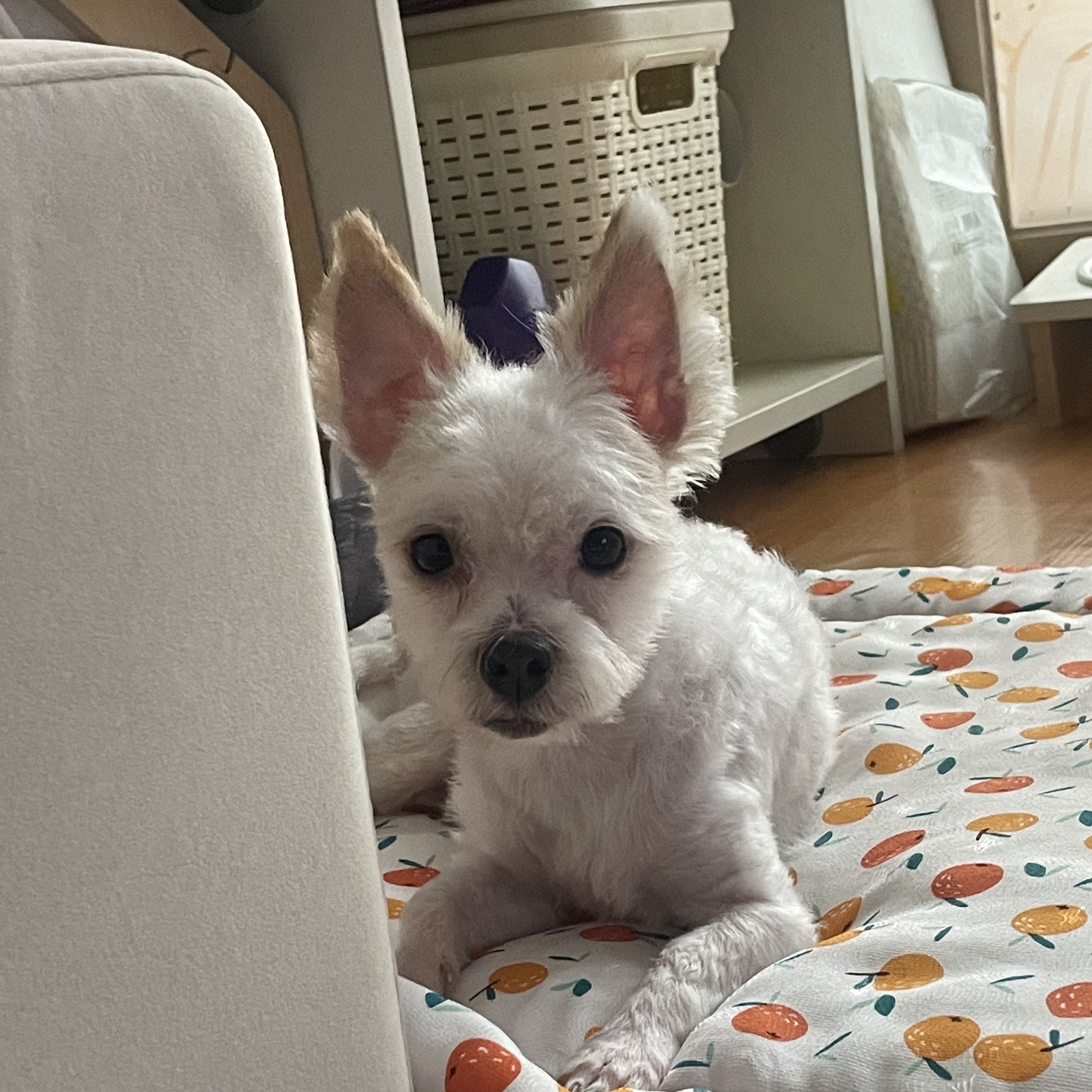 아산 호더 구조견 아금이 (현재:태산이) 임보 소식