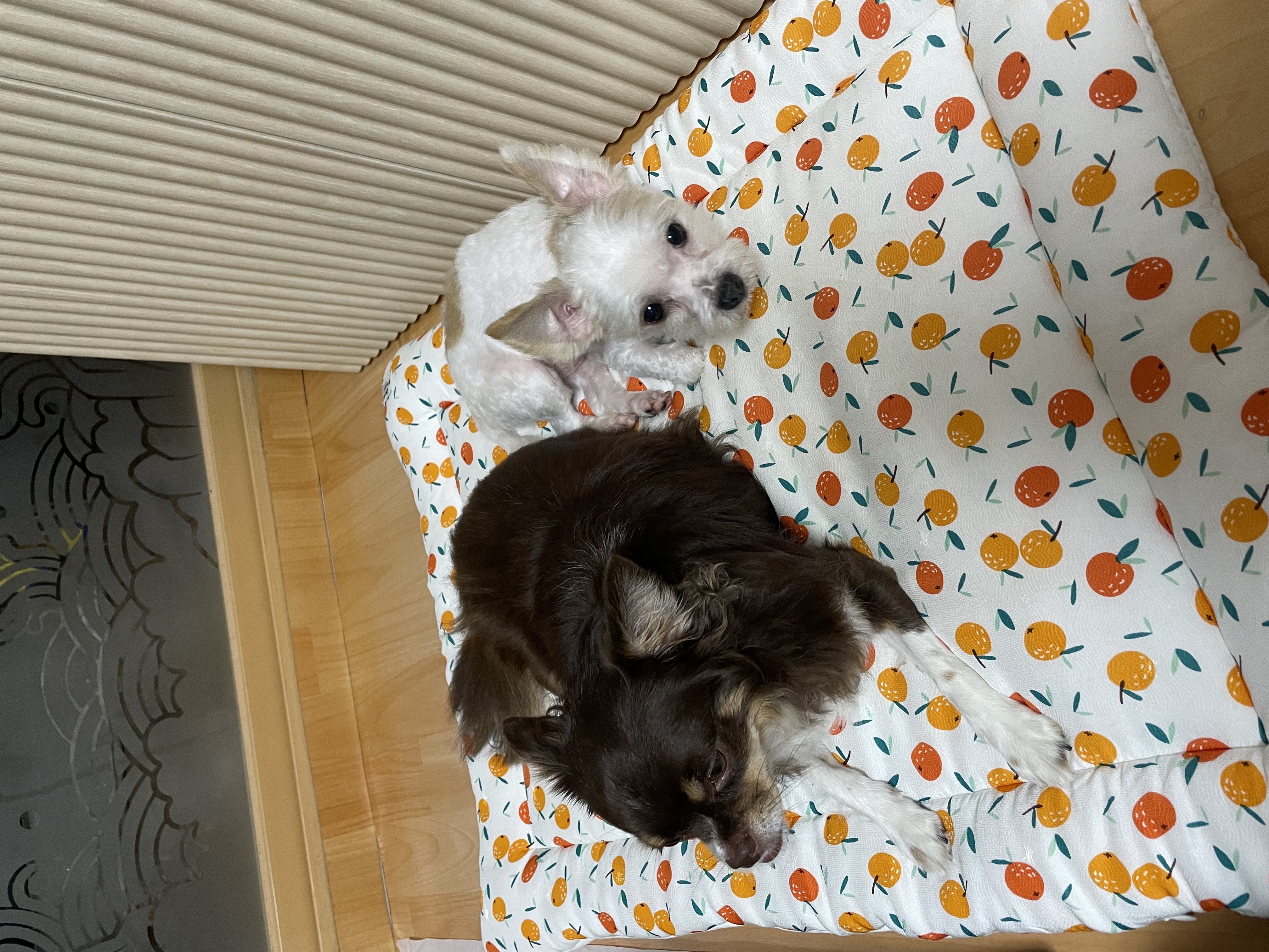 아산 호더 구조견 아금이 (현재:태산이) 임보 소식