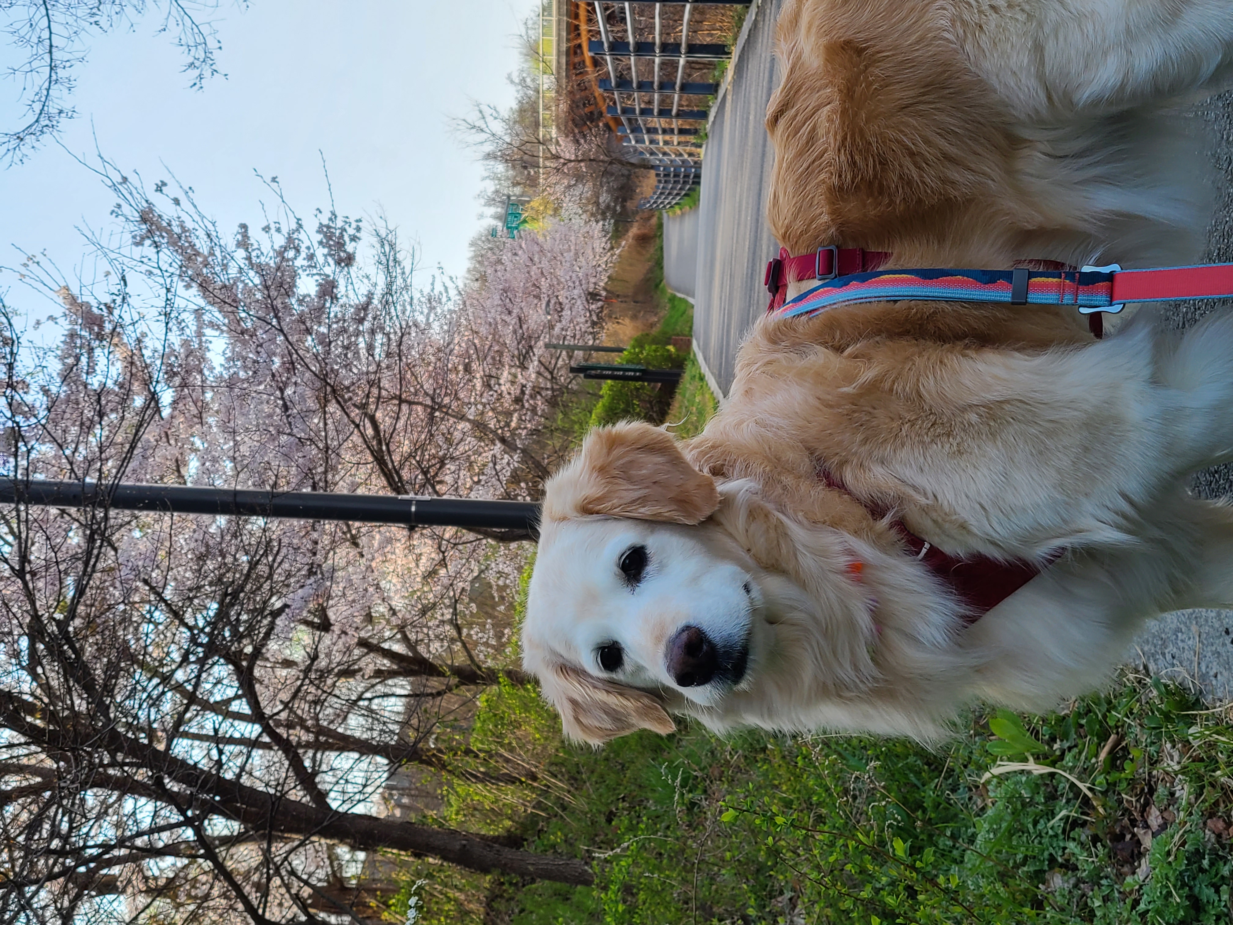 호박이(고양4번)이는 잘 있습니다.