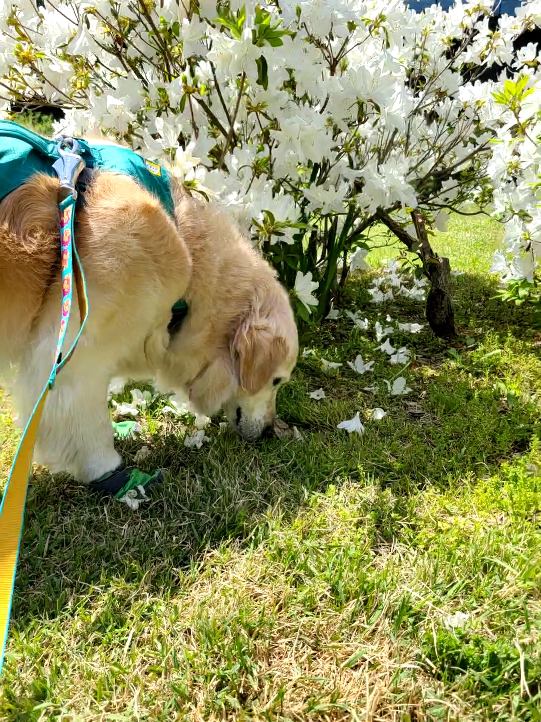 호박이(고양4번)이는 잘 있습니다.