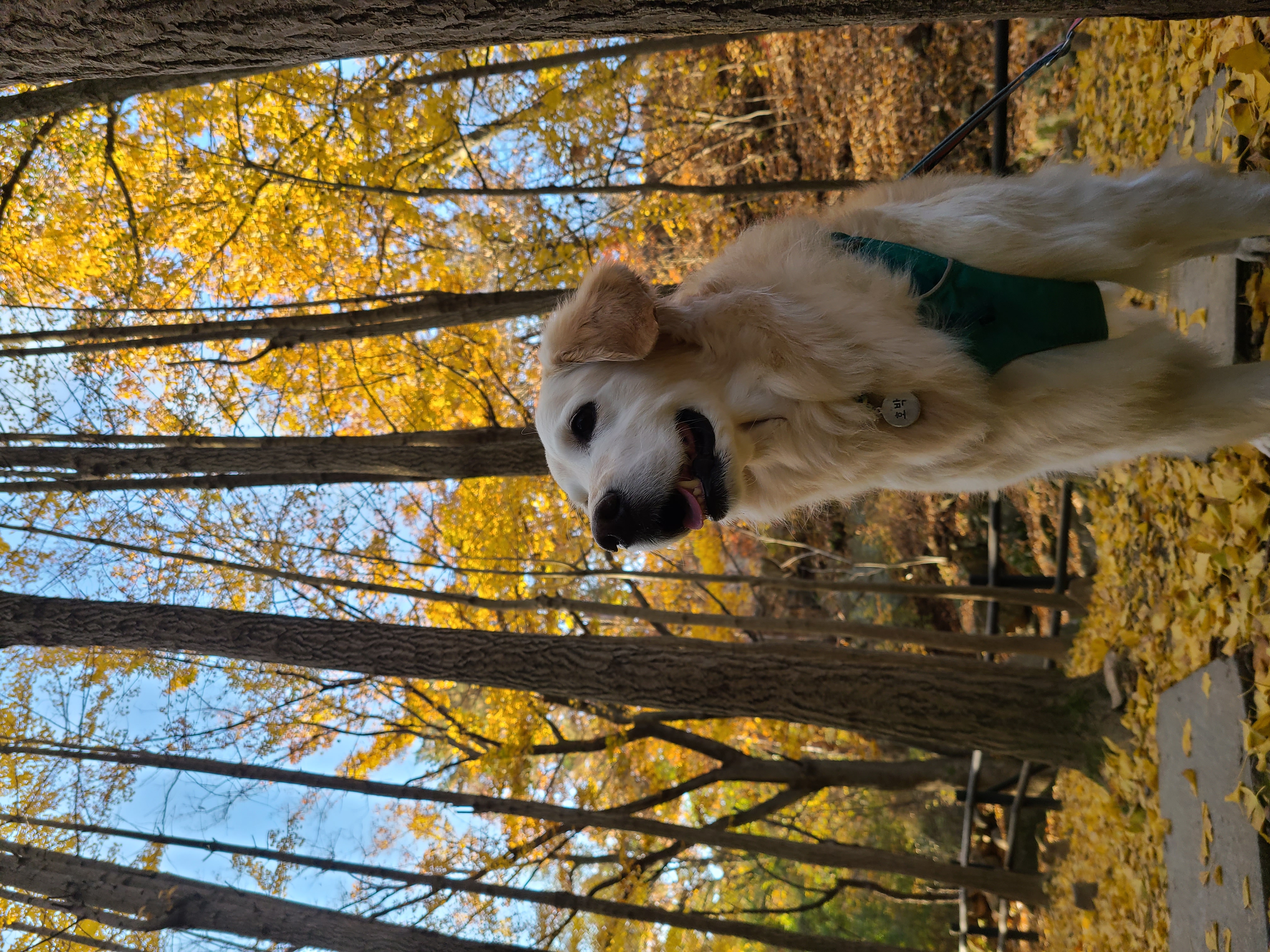 호박이(고양4번)이는 잘 있습니다.