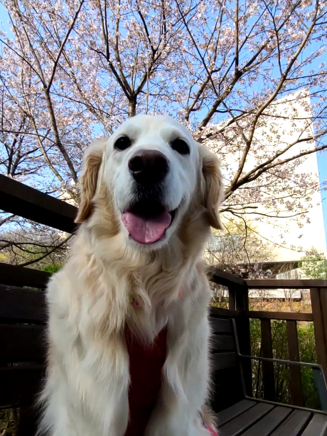 호박이(고양4번)이는 잘 있습니다.