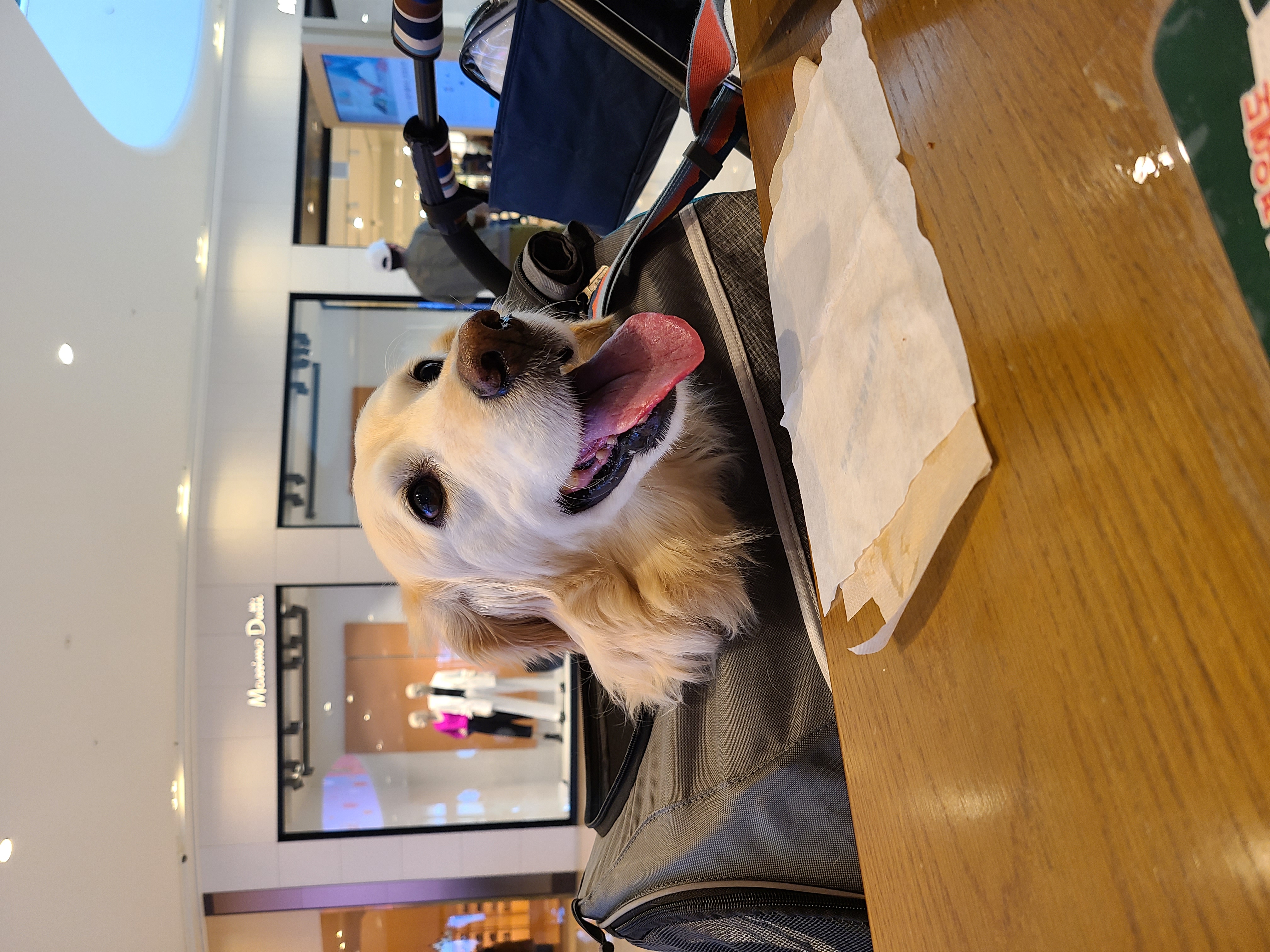 호박이(고양4번)이는 잘 있습니다.