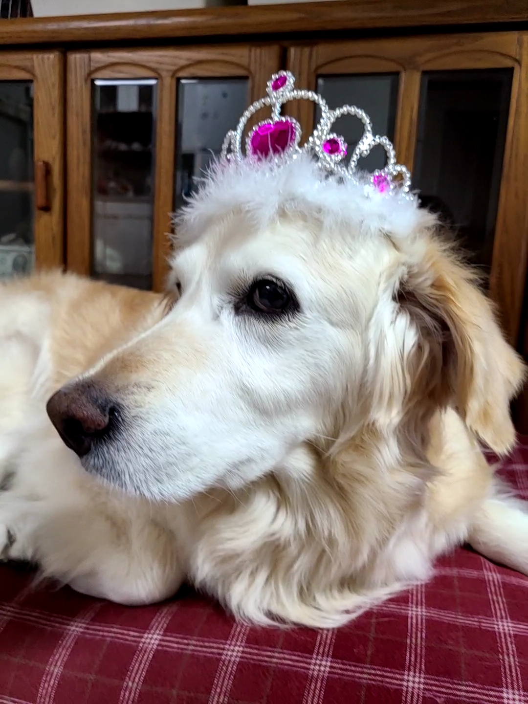 호박이(고양4번)이는 잘 있습니다.