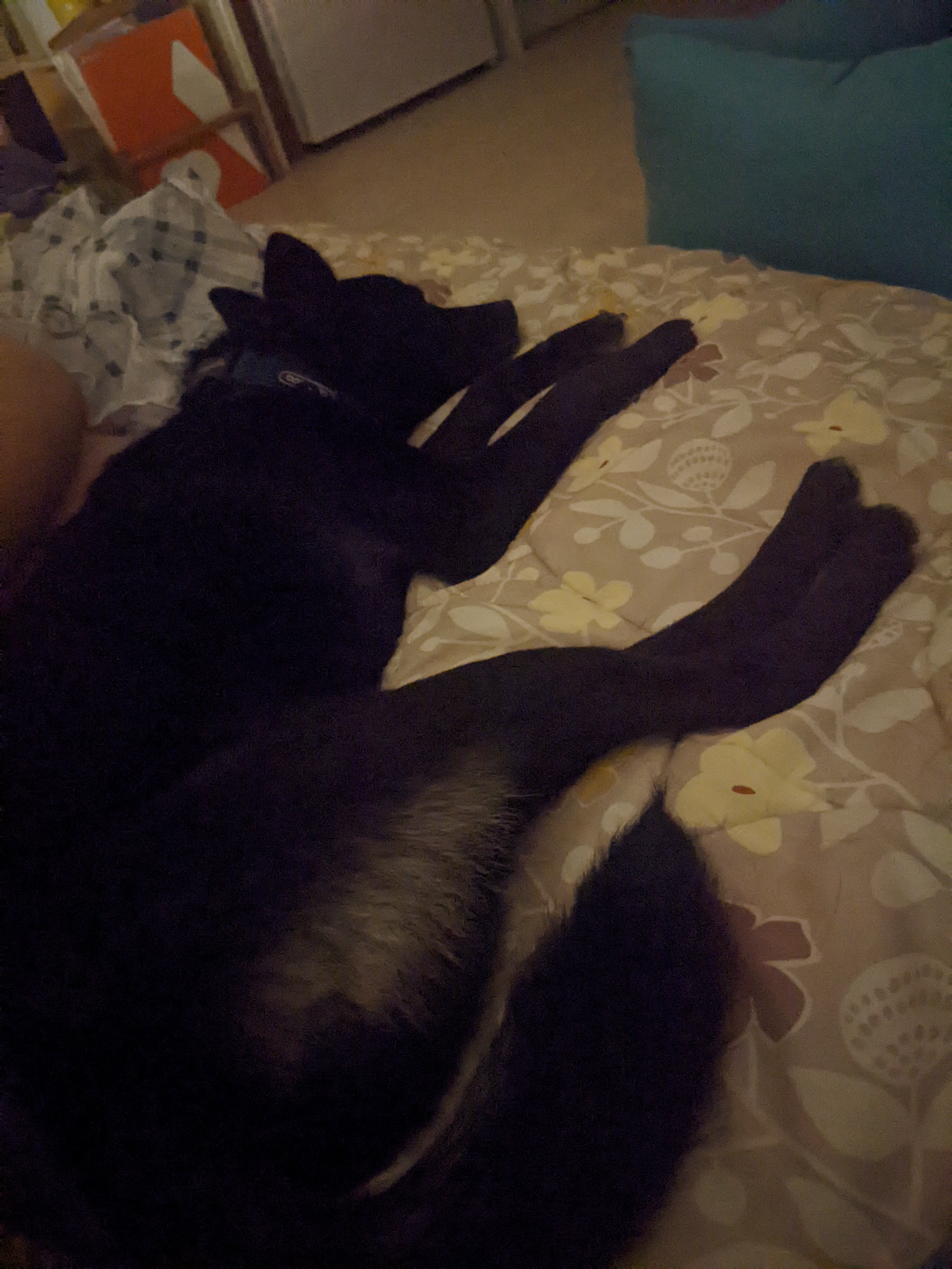 오렌지 임시보호 5일차