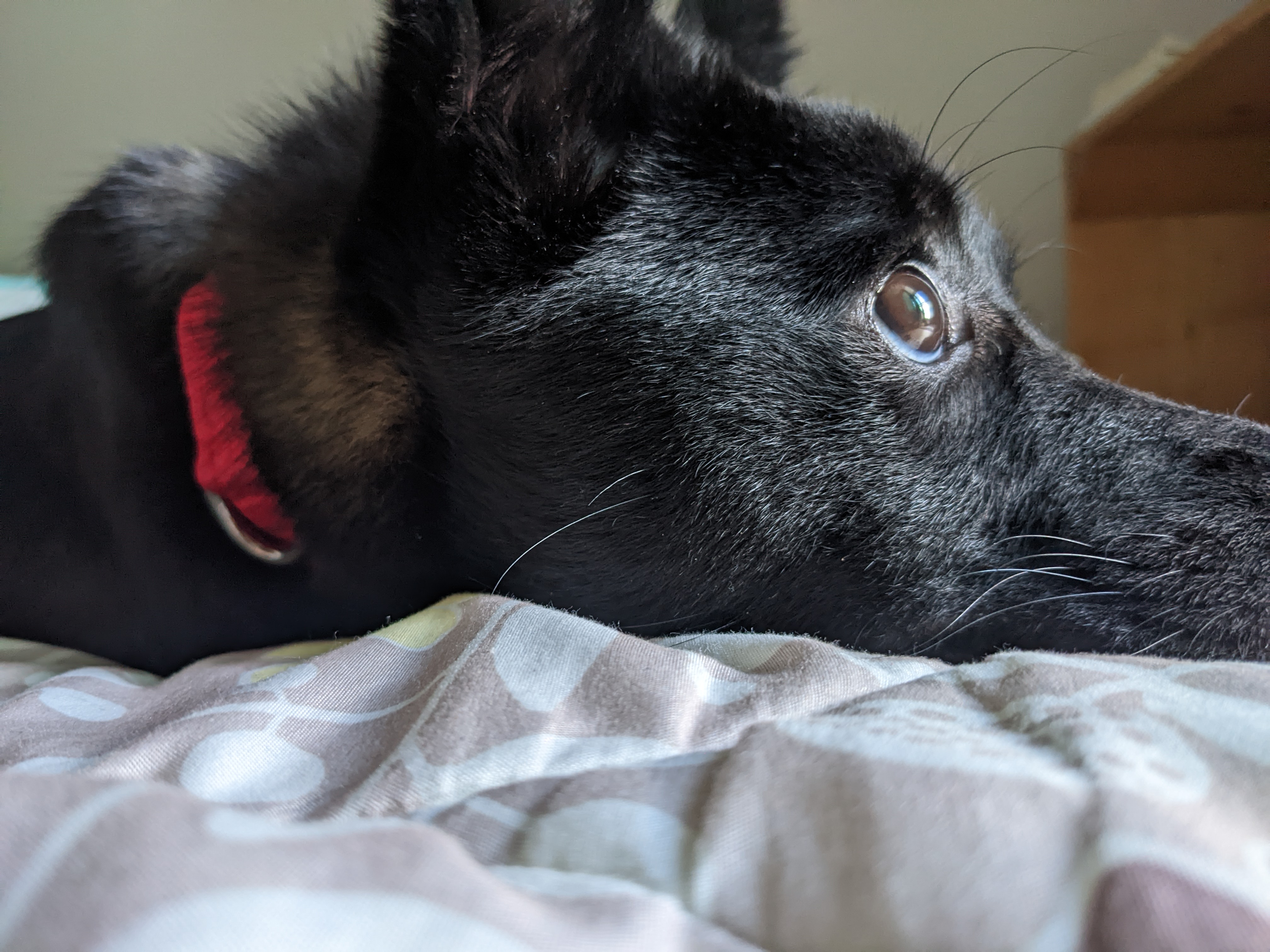 오렌지 임시보호 5일차