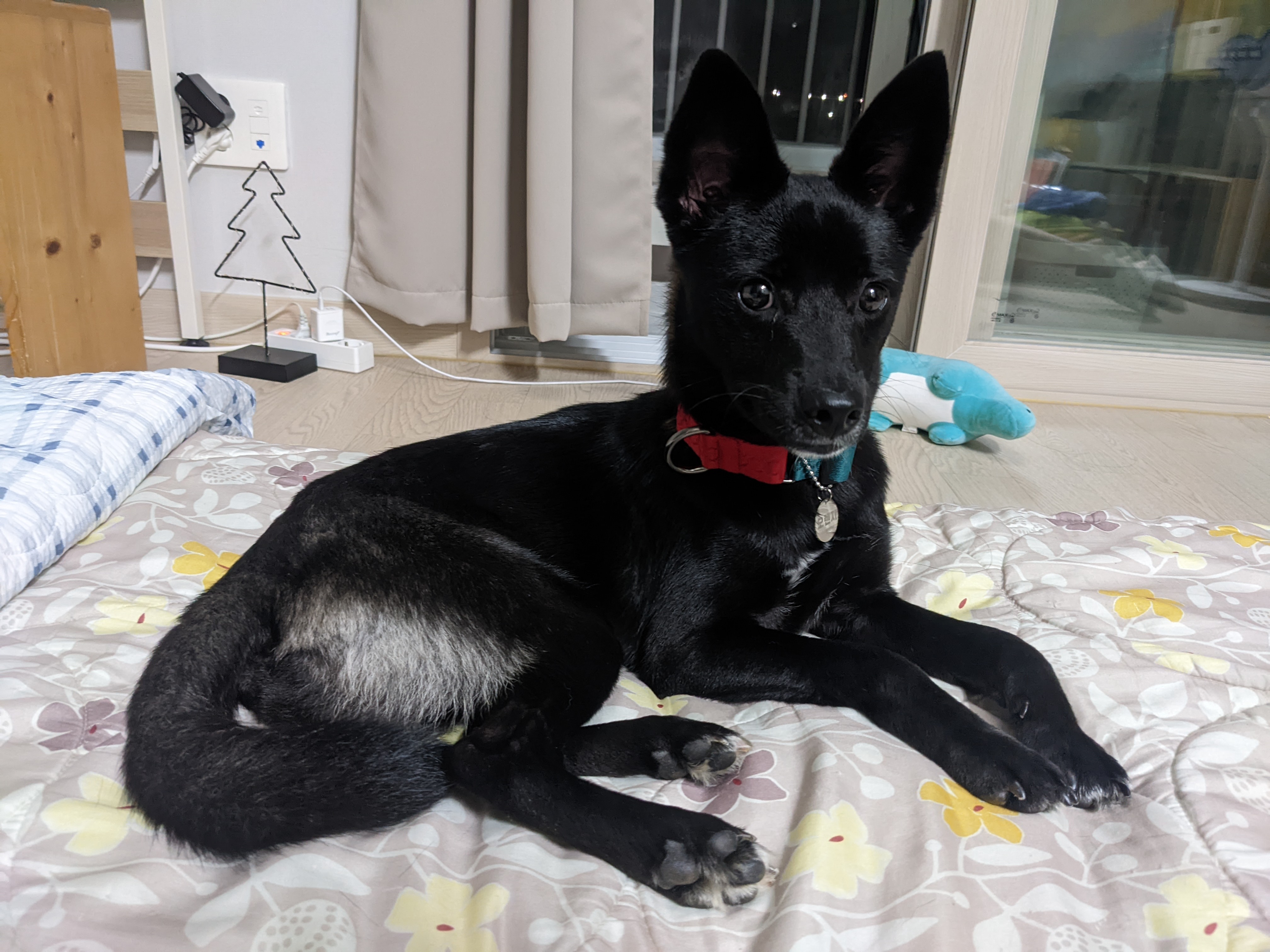 오렌지 임시보호 5일차