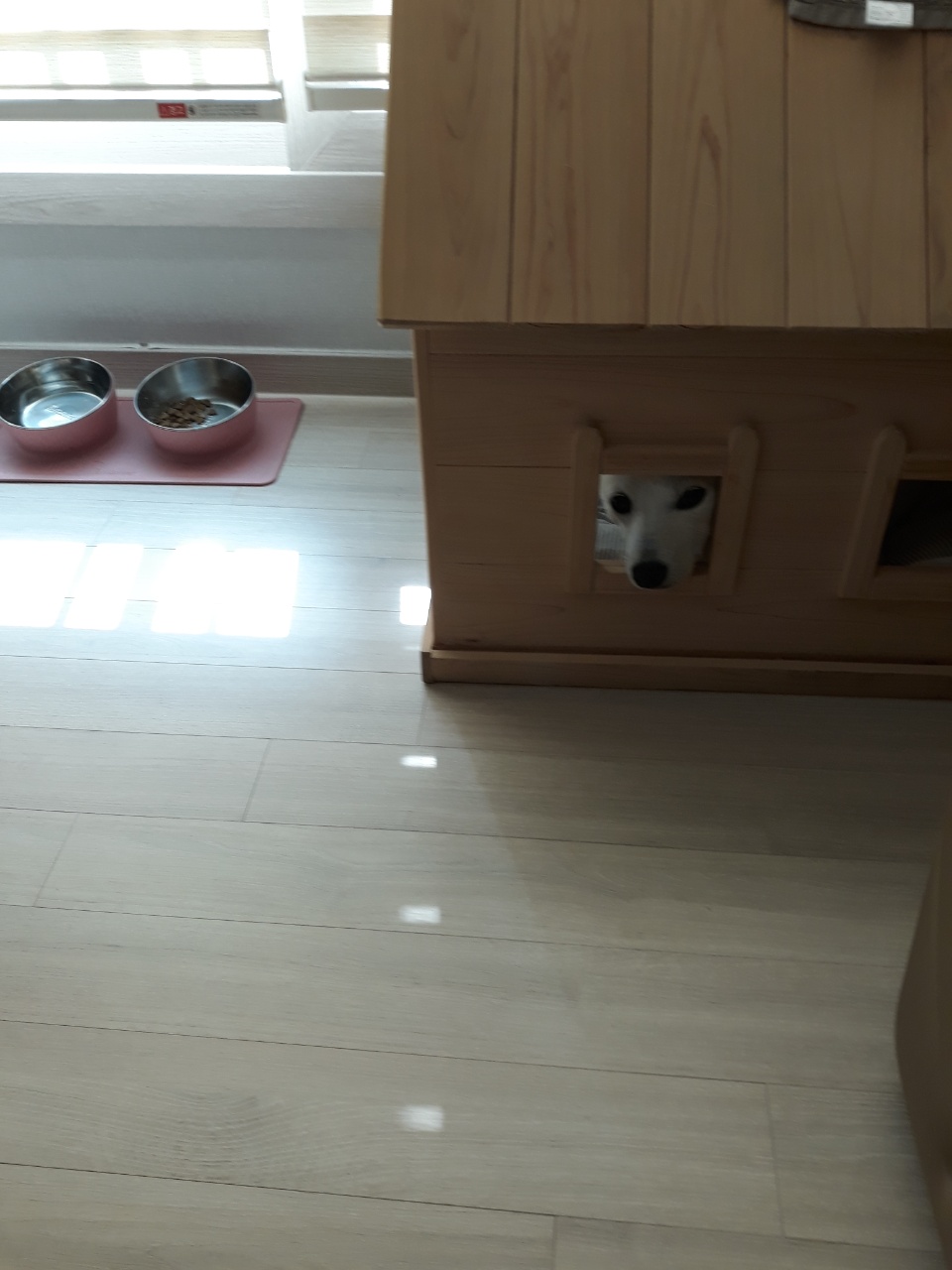 하늘이 입양 후기(엘리나)