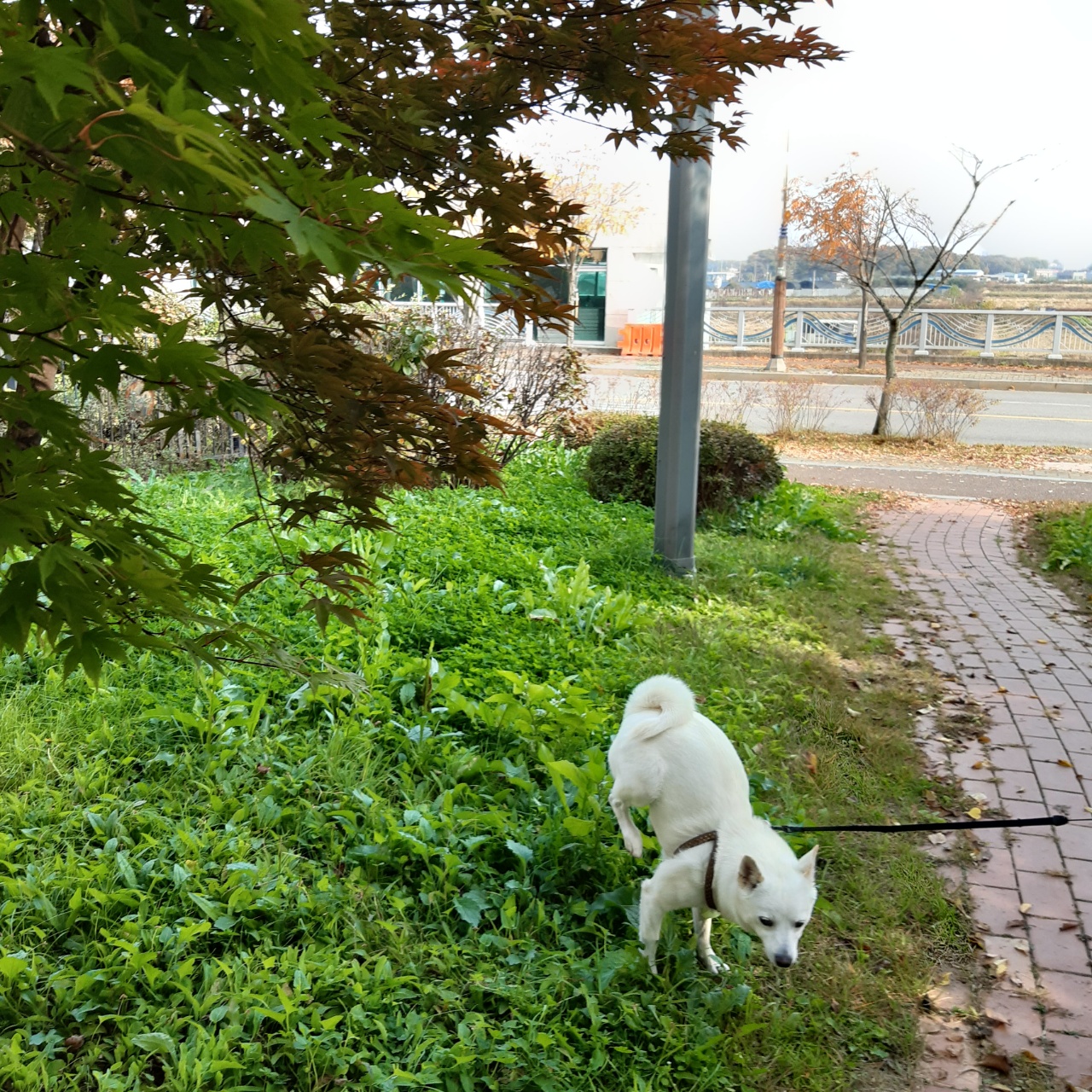하늘이 입양 후기(엘리나)