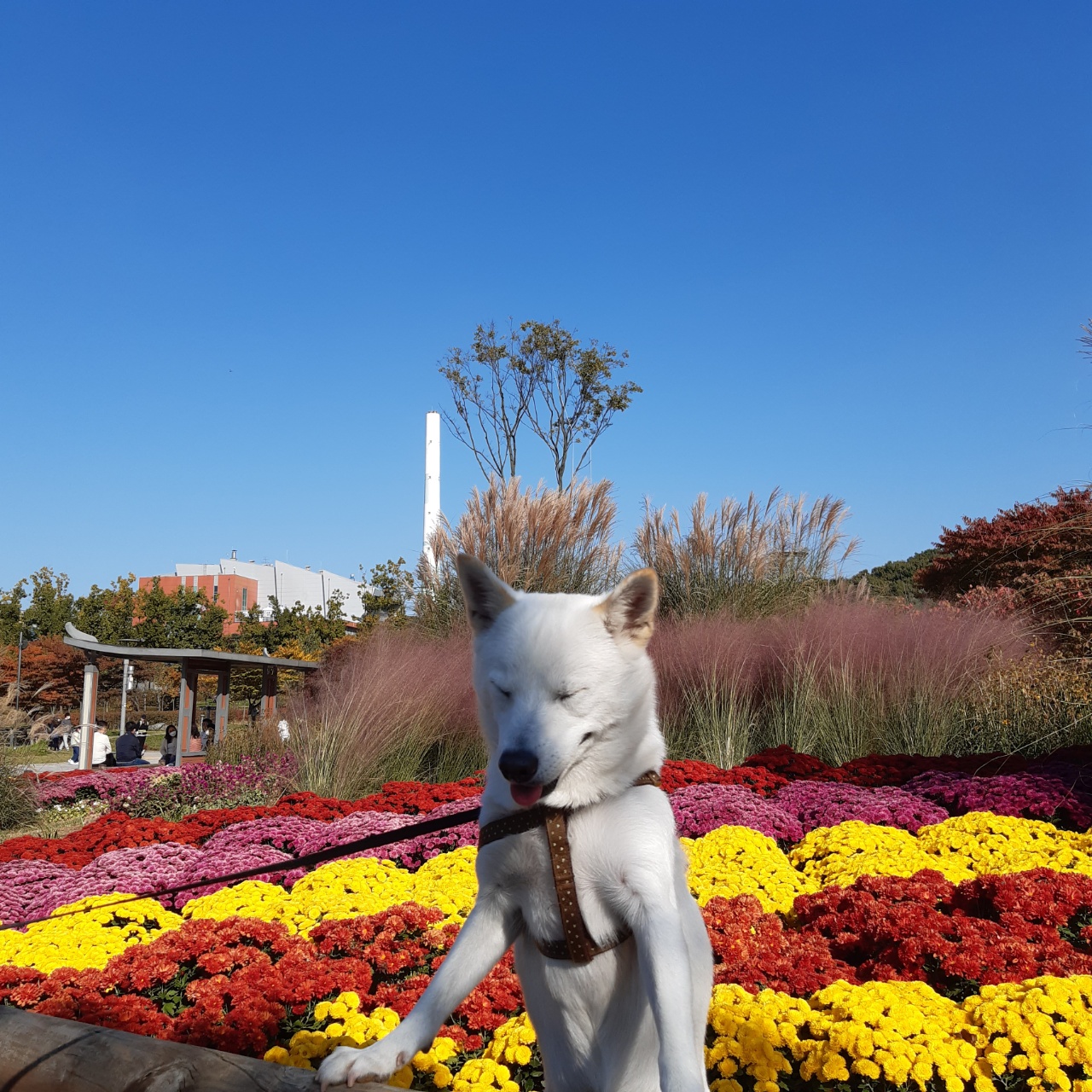 하늘이 입양 후기(엘리나)