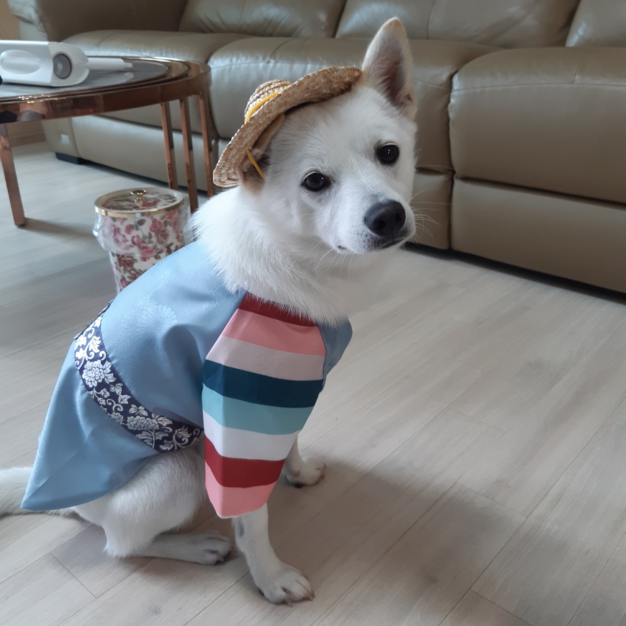 하늘이 입양 후기(엘리나)