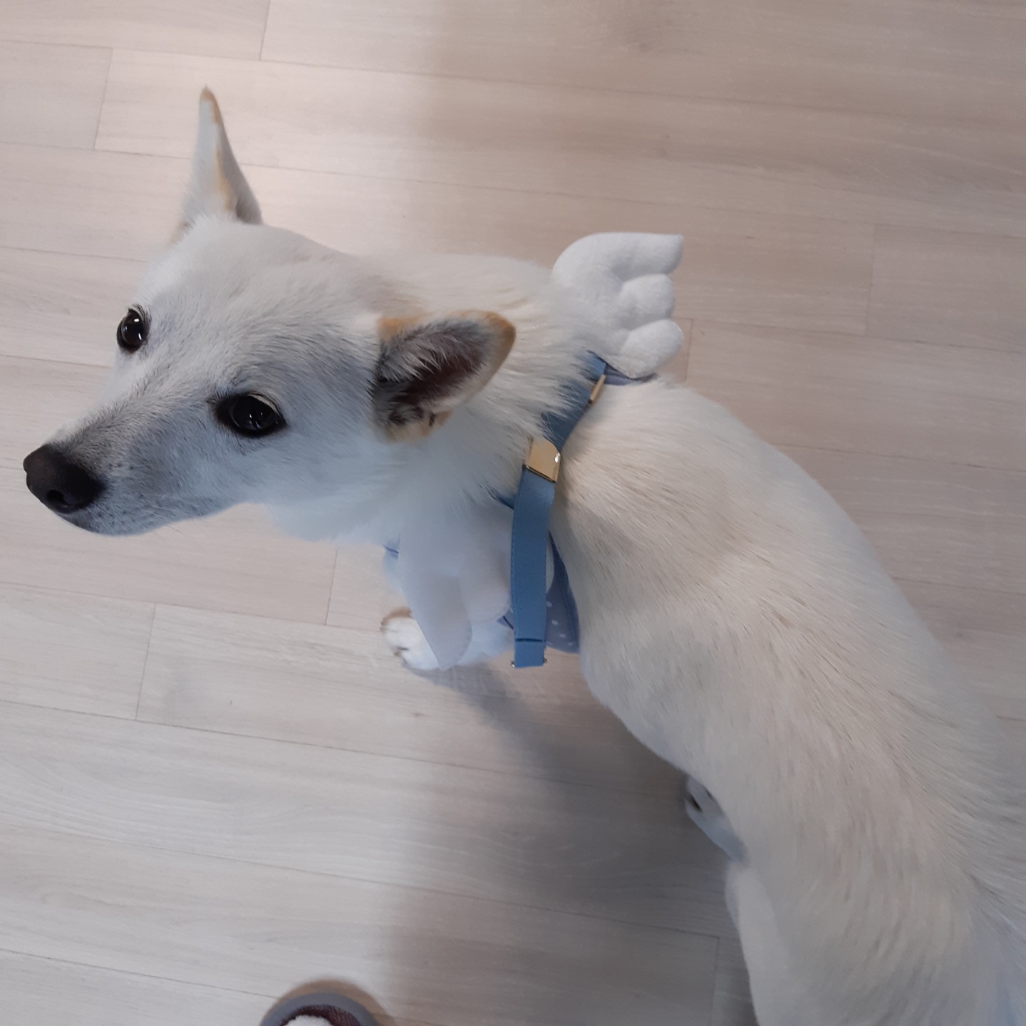 하늘이 입양 후기(엘리나)