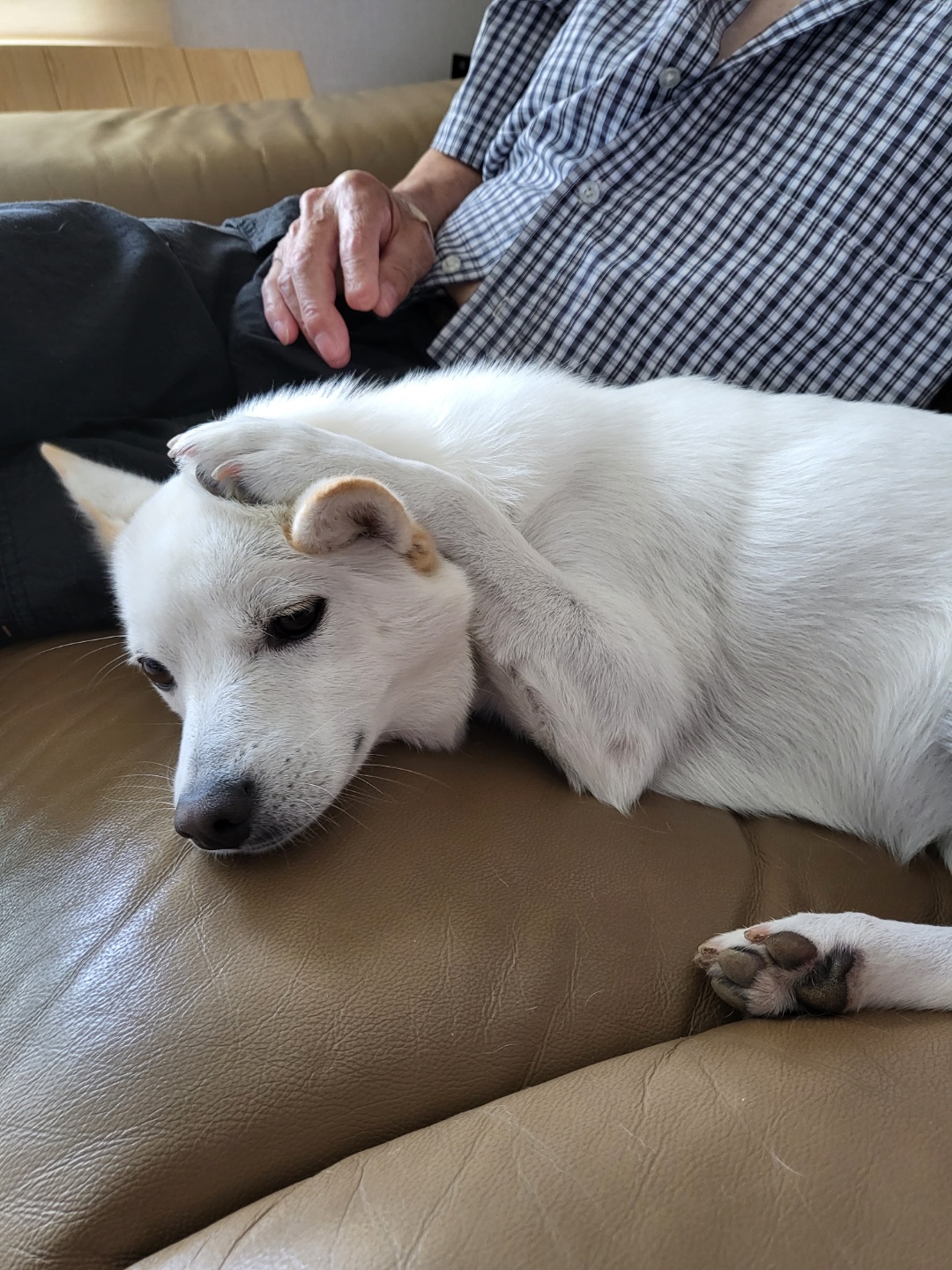 하늘이 입양 후기(엘리나)