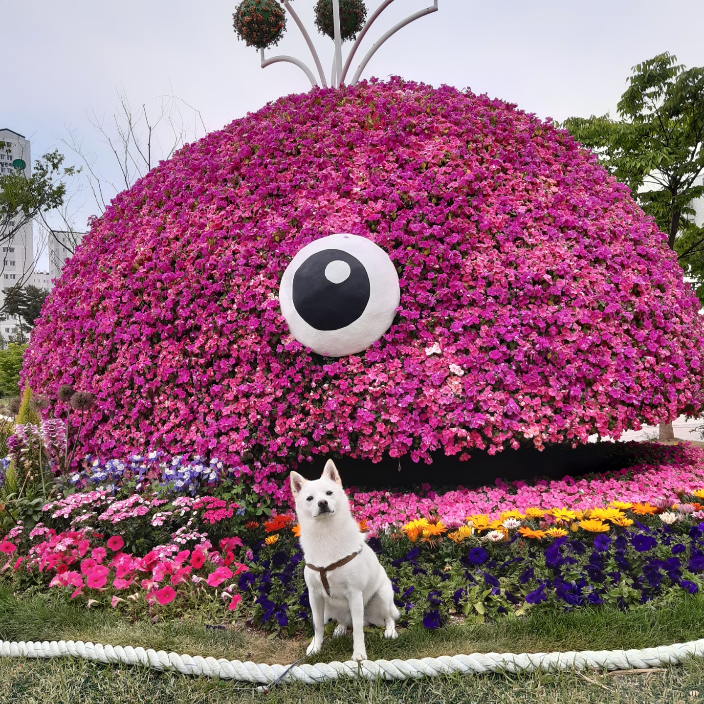 하늘이 입양 후기(엘리나)