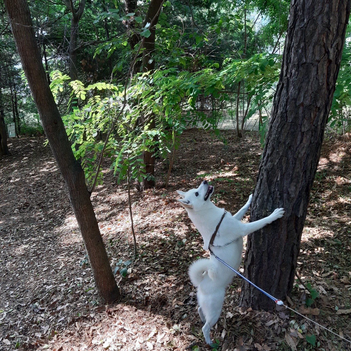 하늘이 입양 후기(엘리나)