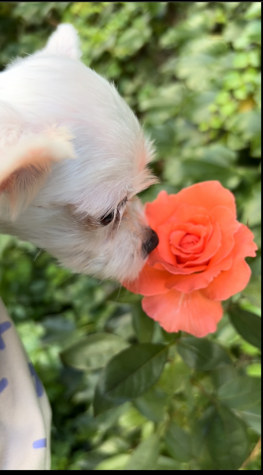 아름이(나희) 입양후기 