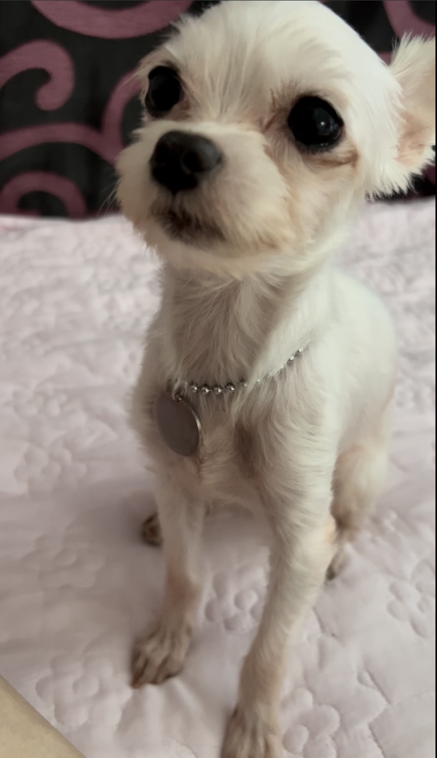 아름이(나희) 입양후기 