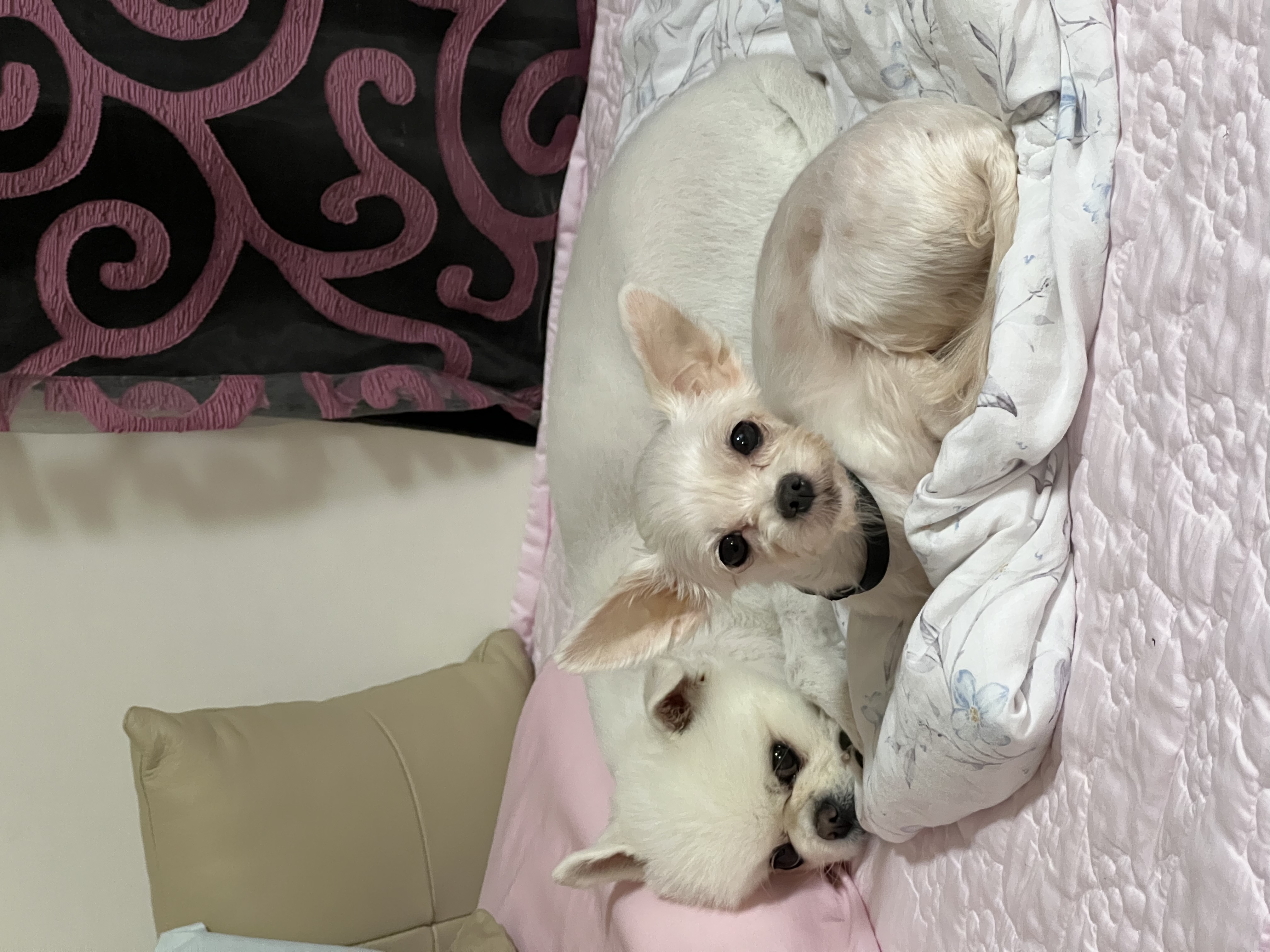 아름이(나희) 입양후기 