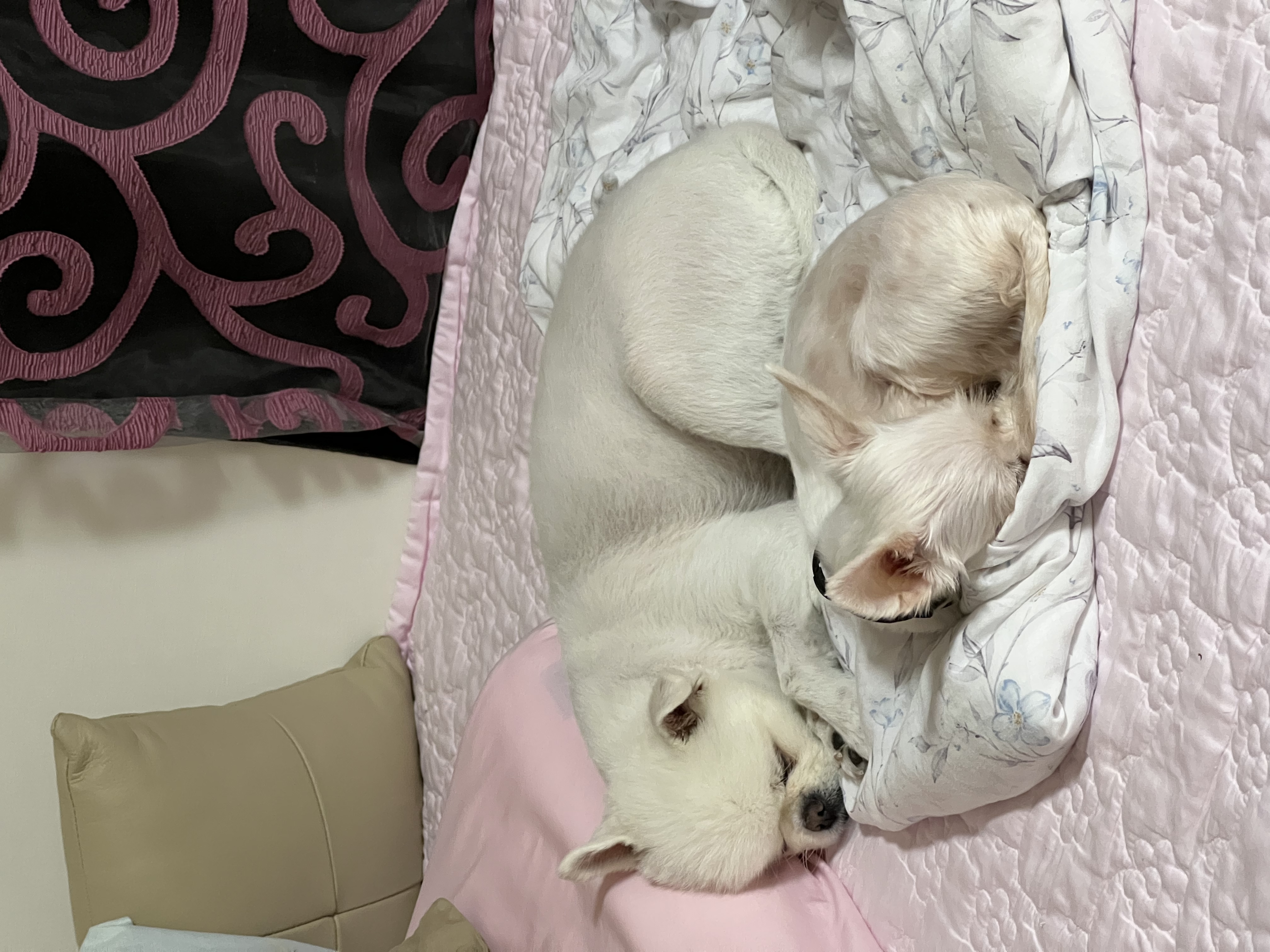 아름이(나희) 입양후기 