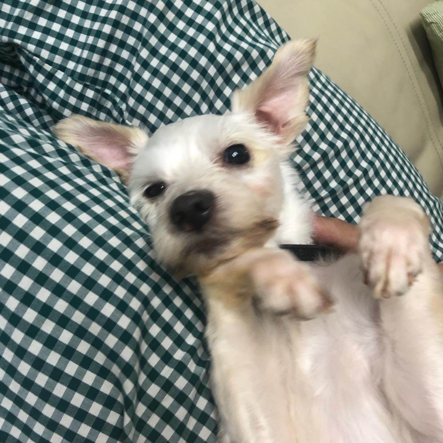 오름 (아산애니멀호더구조견_미도)