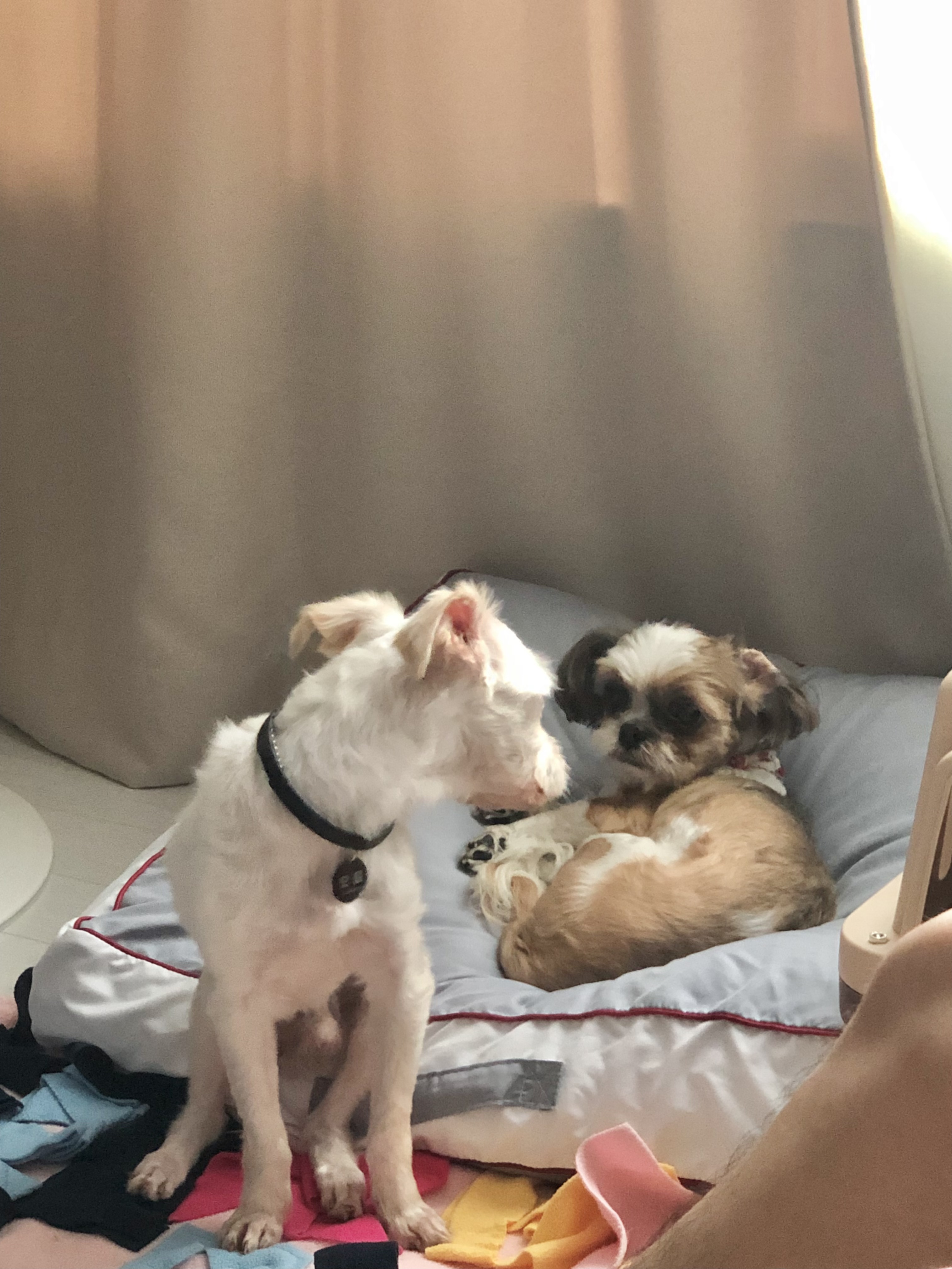 오름 (아산애니멀호더구조견_미도)