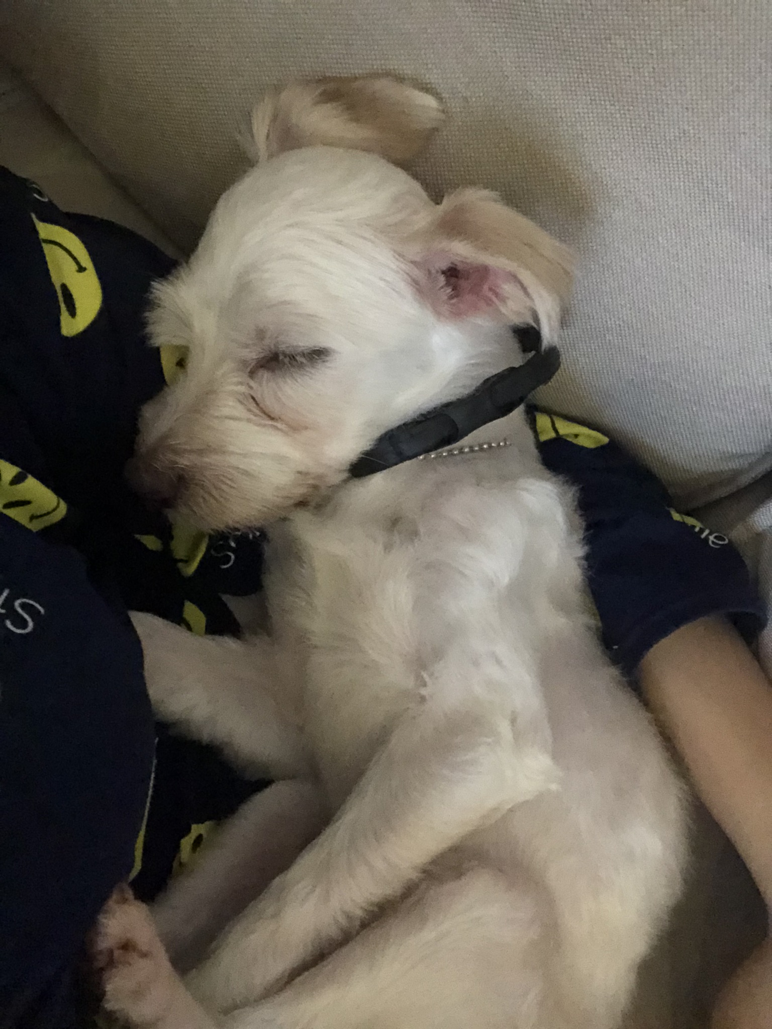 오름 (아산애니멀호더구조견_미도)