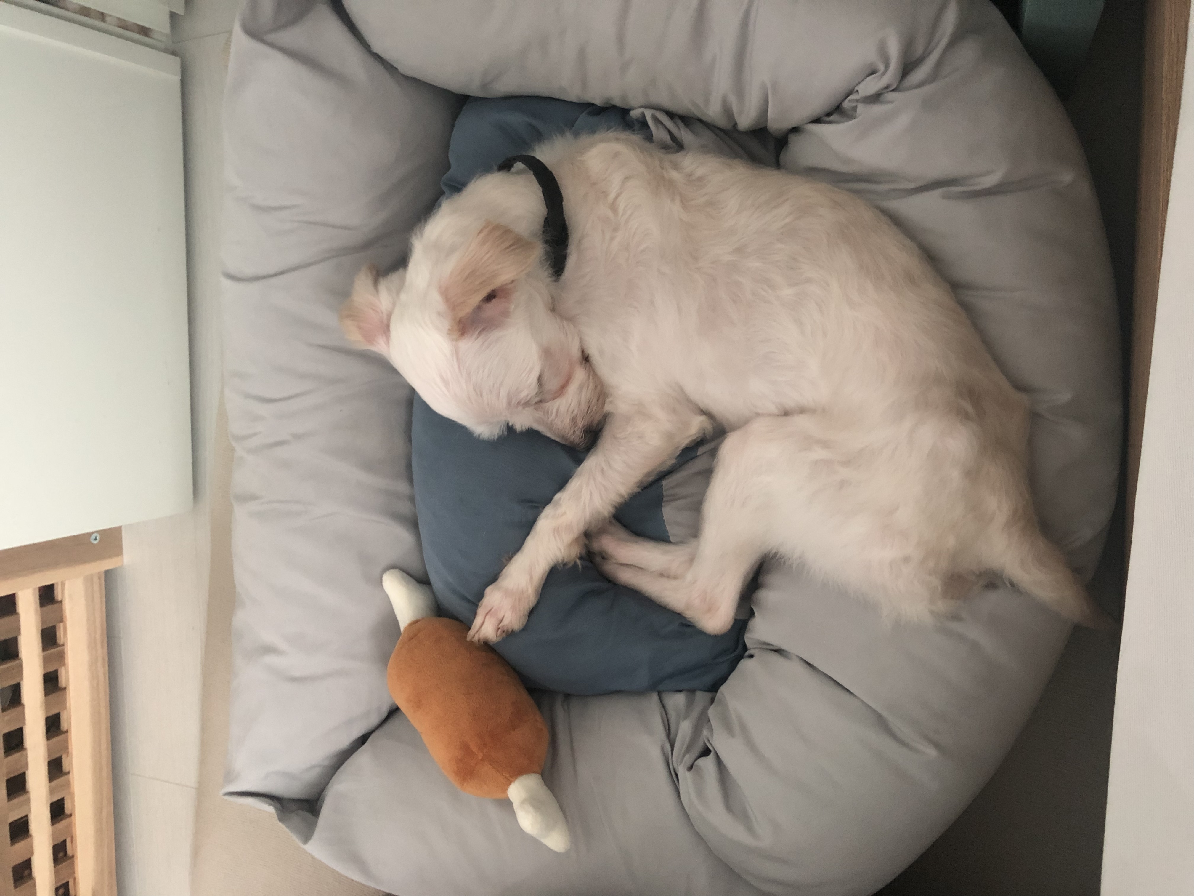 오름 (아산애니멀호더구조견_미도)