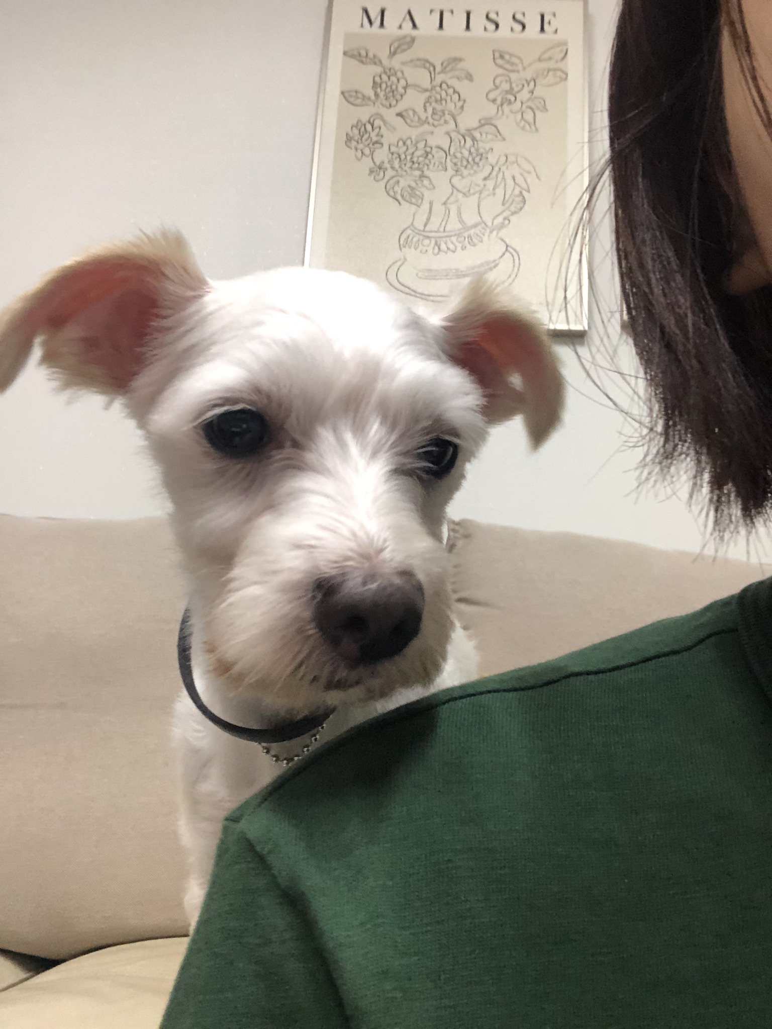 오름 (아산애니멀호더구조견_미도)