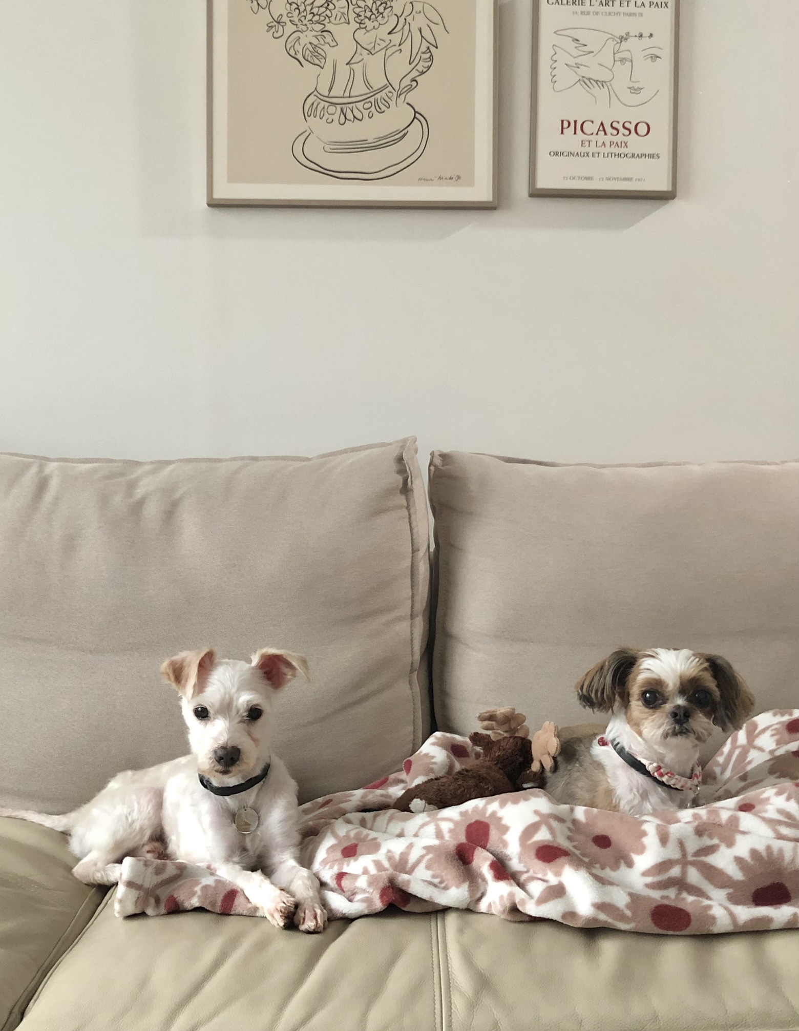 오름 (아산애니멀호더구조견_미도)