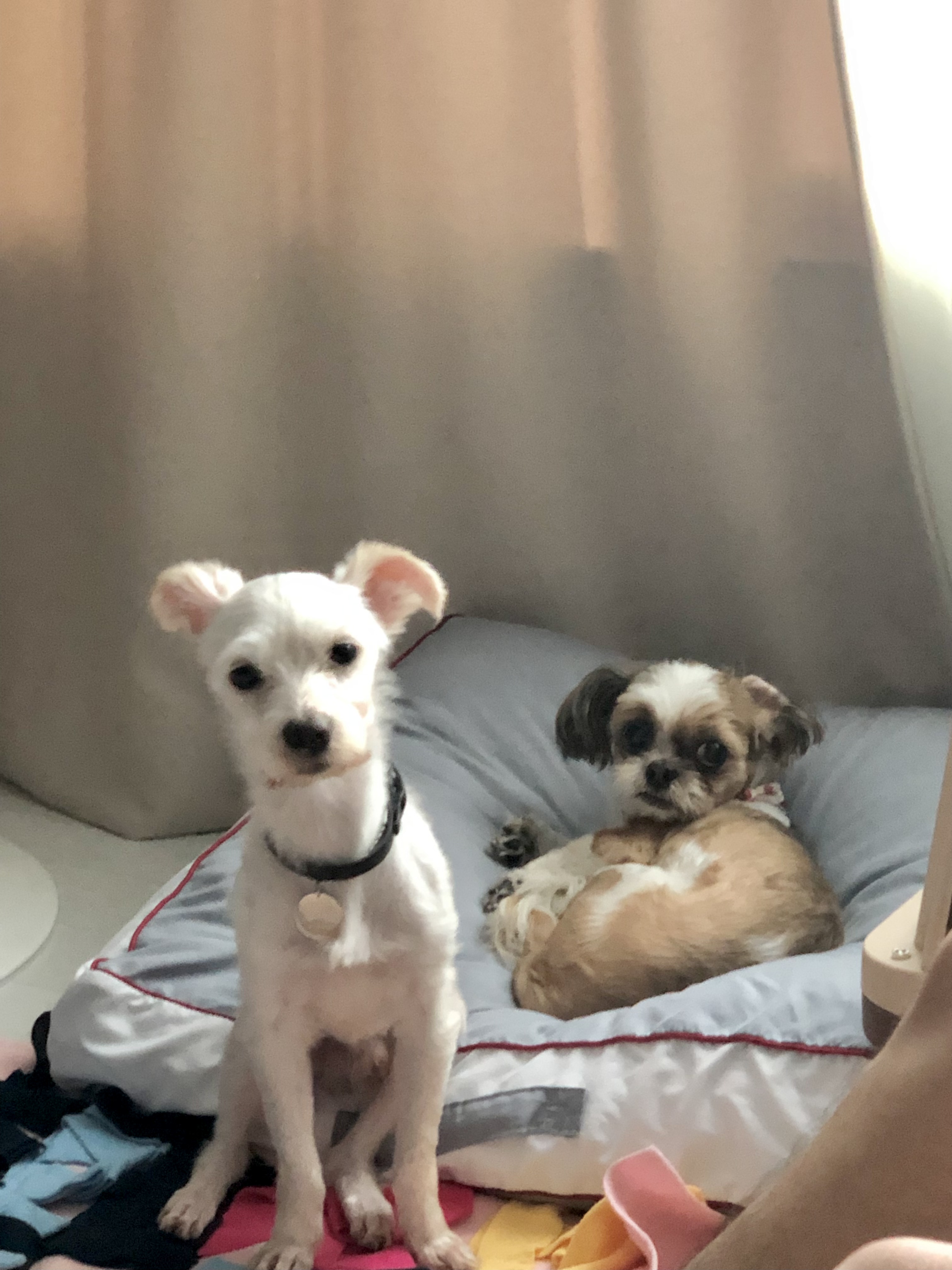 오름 (아산애니멀호더구조견_미도)