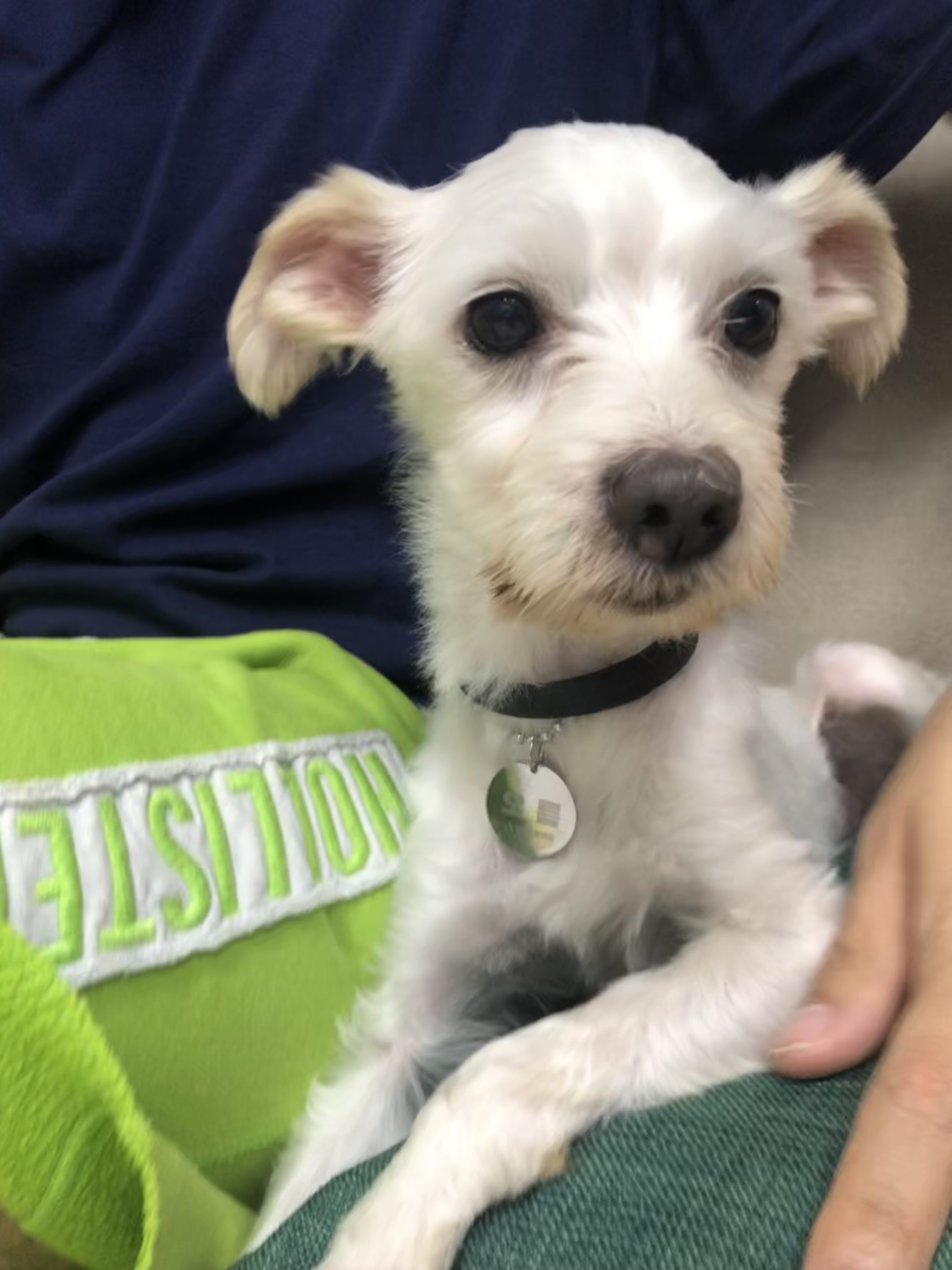 오름 (아산애니멀호더구조견_미도)