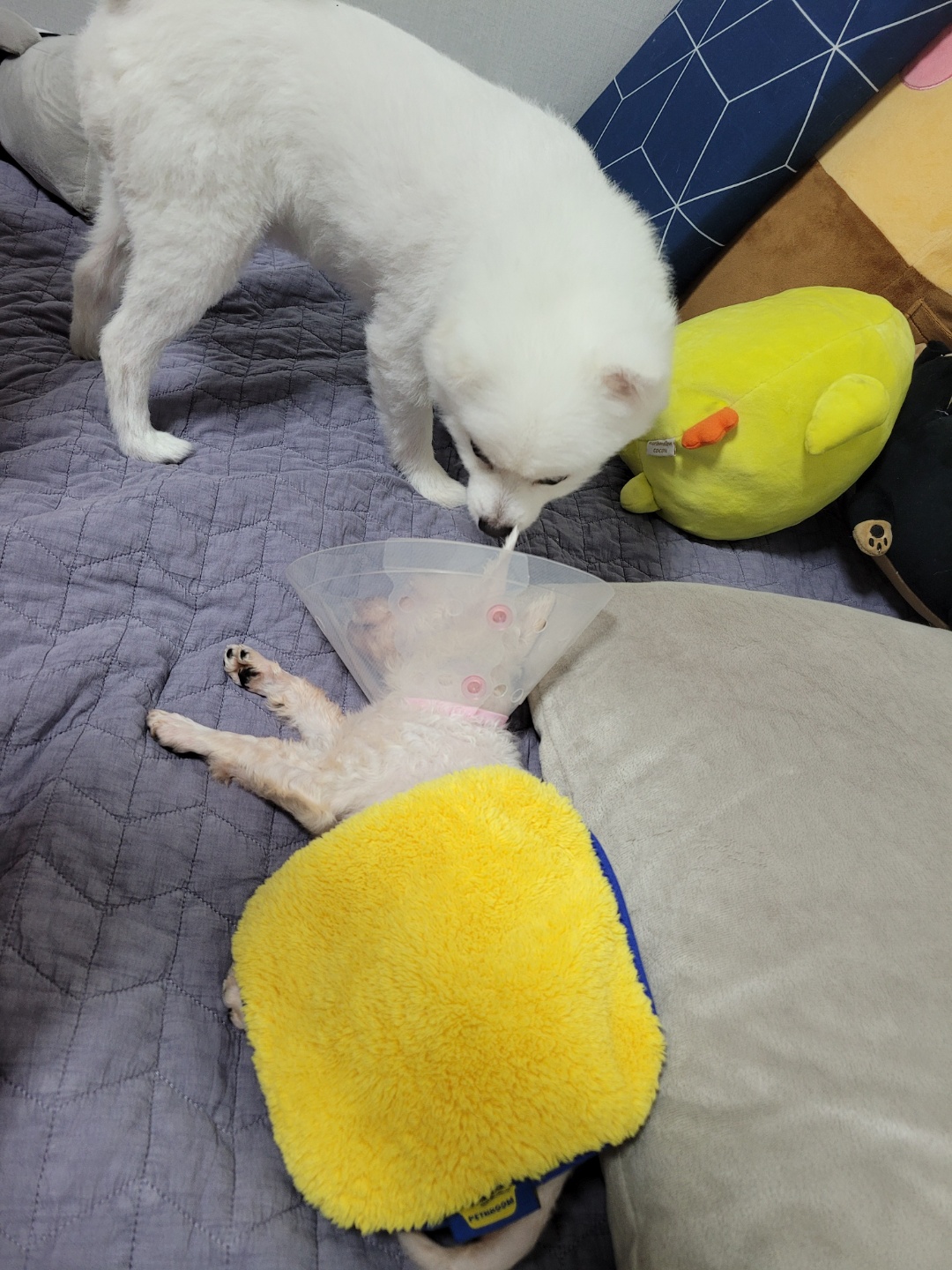 세라 임보 일주일 차 