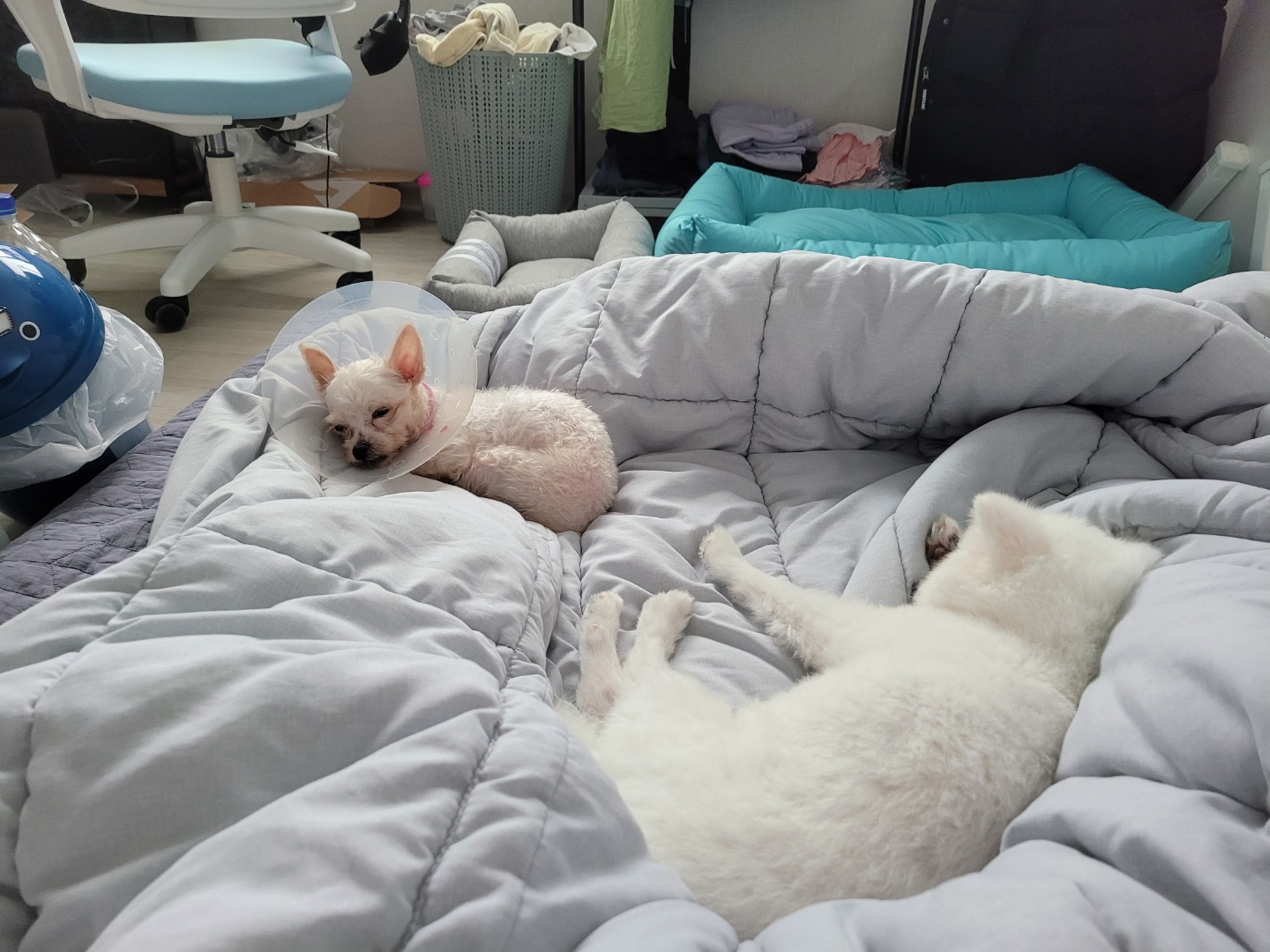 세라 임보 일주일 차 