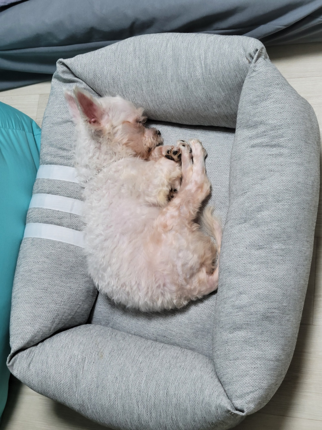 세라 임보 일주일 차 