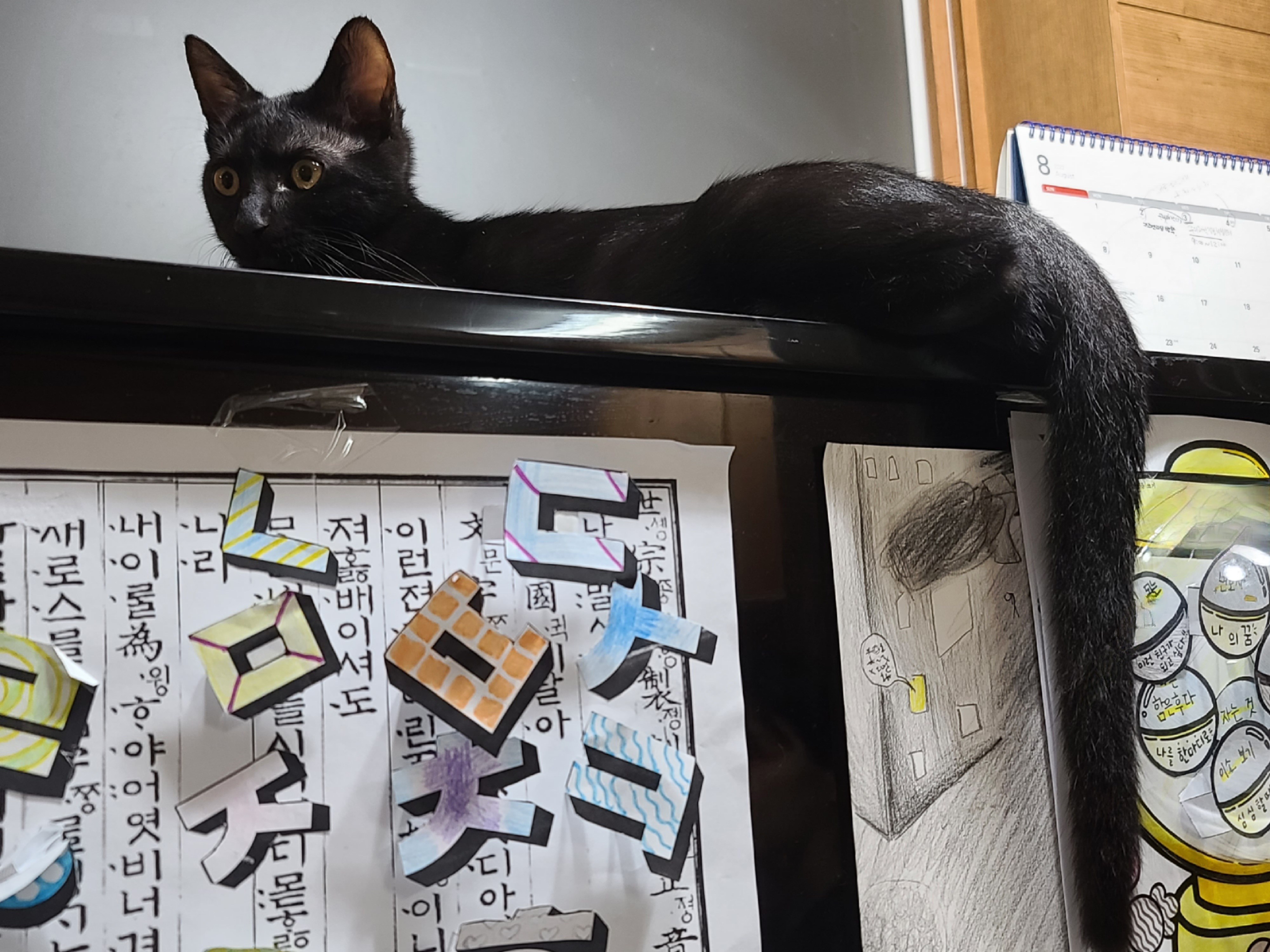 베리 입양후 한달