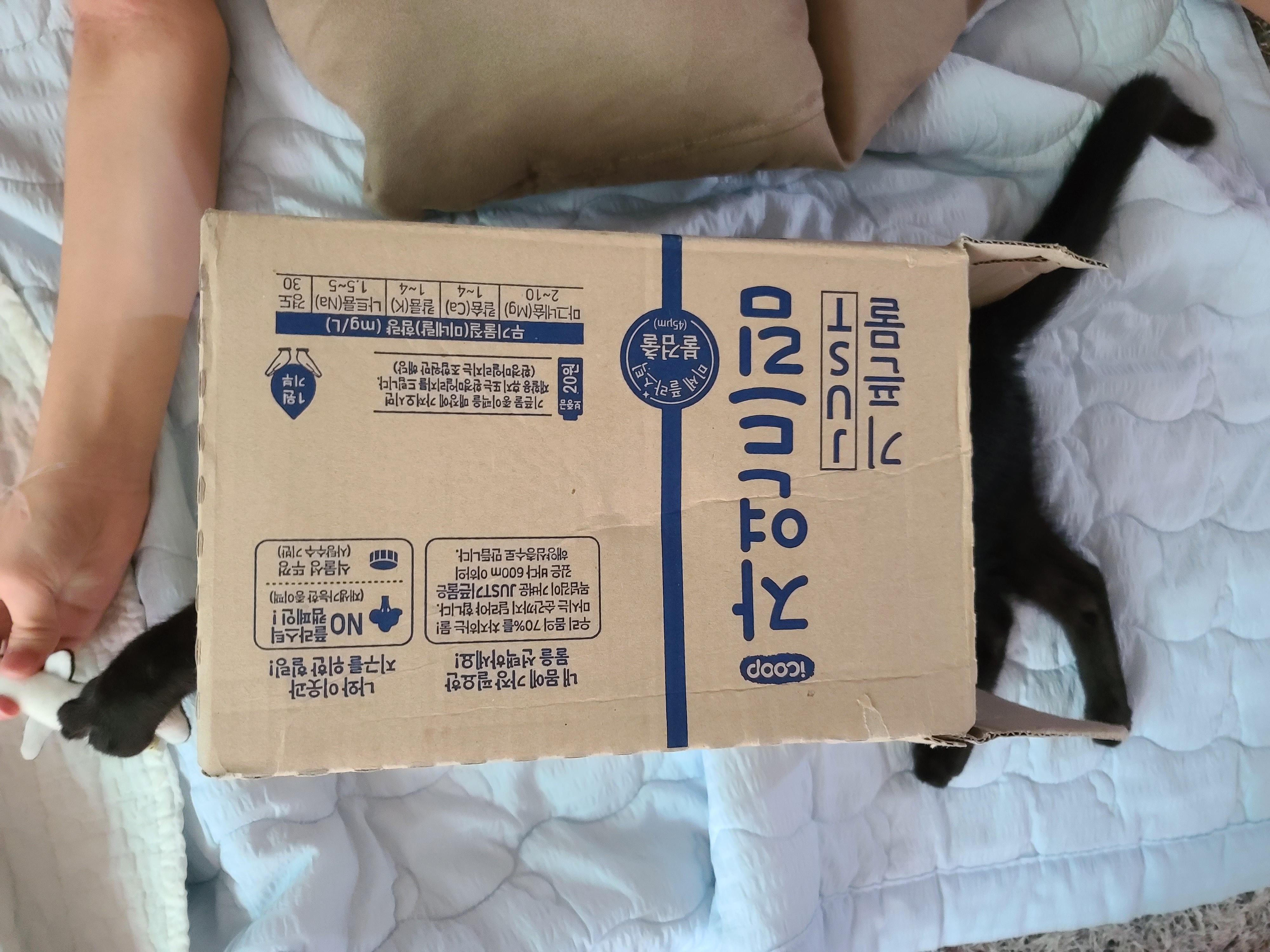 베리 입양후 한달