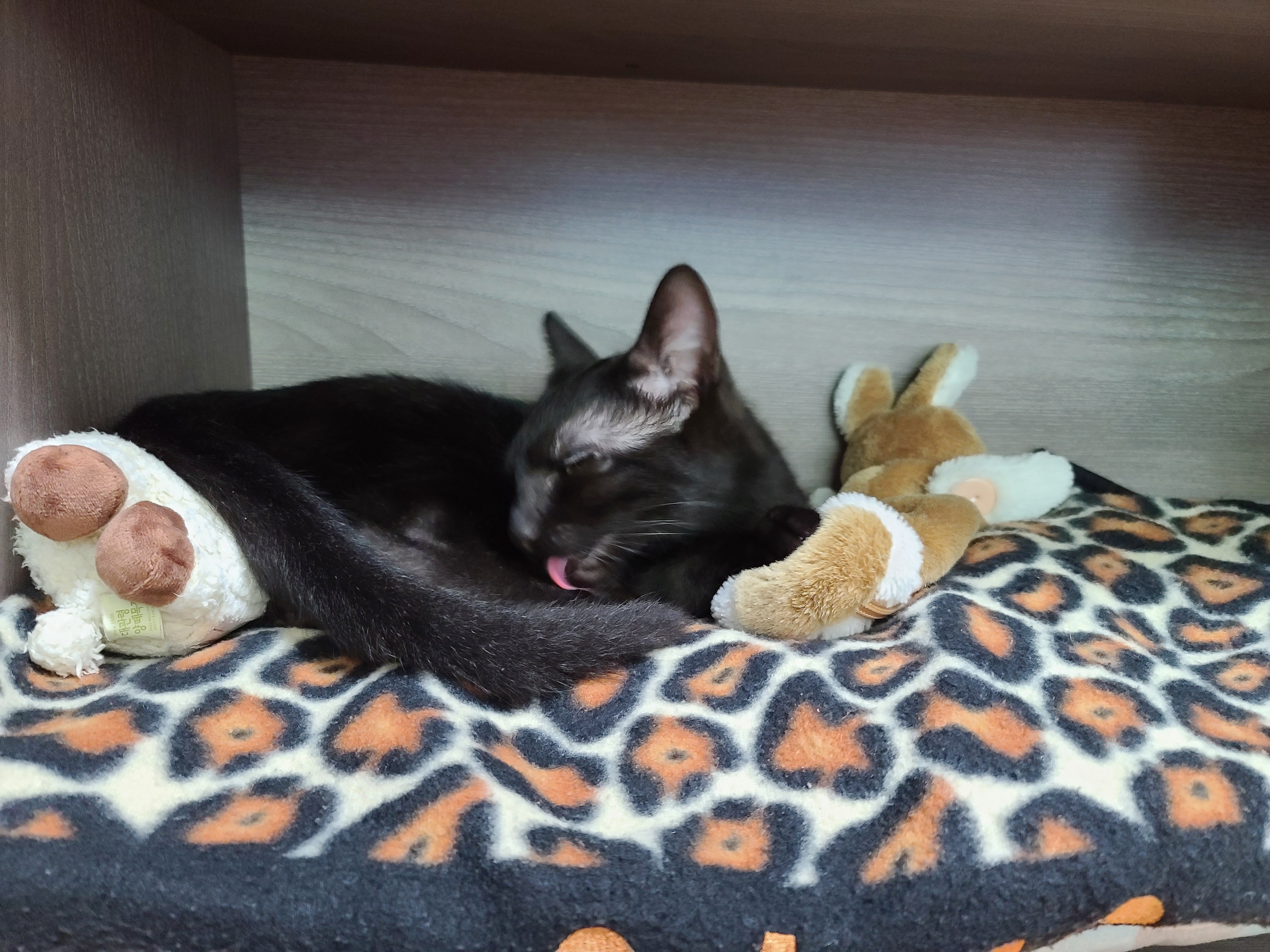 베리 입양후 한달