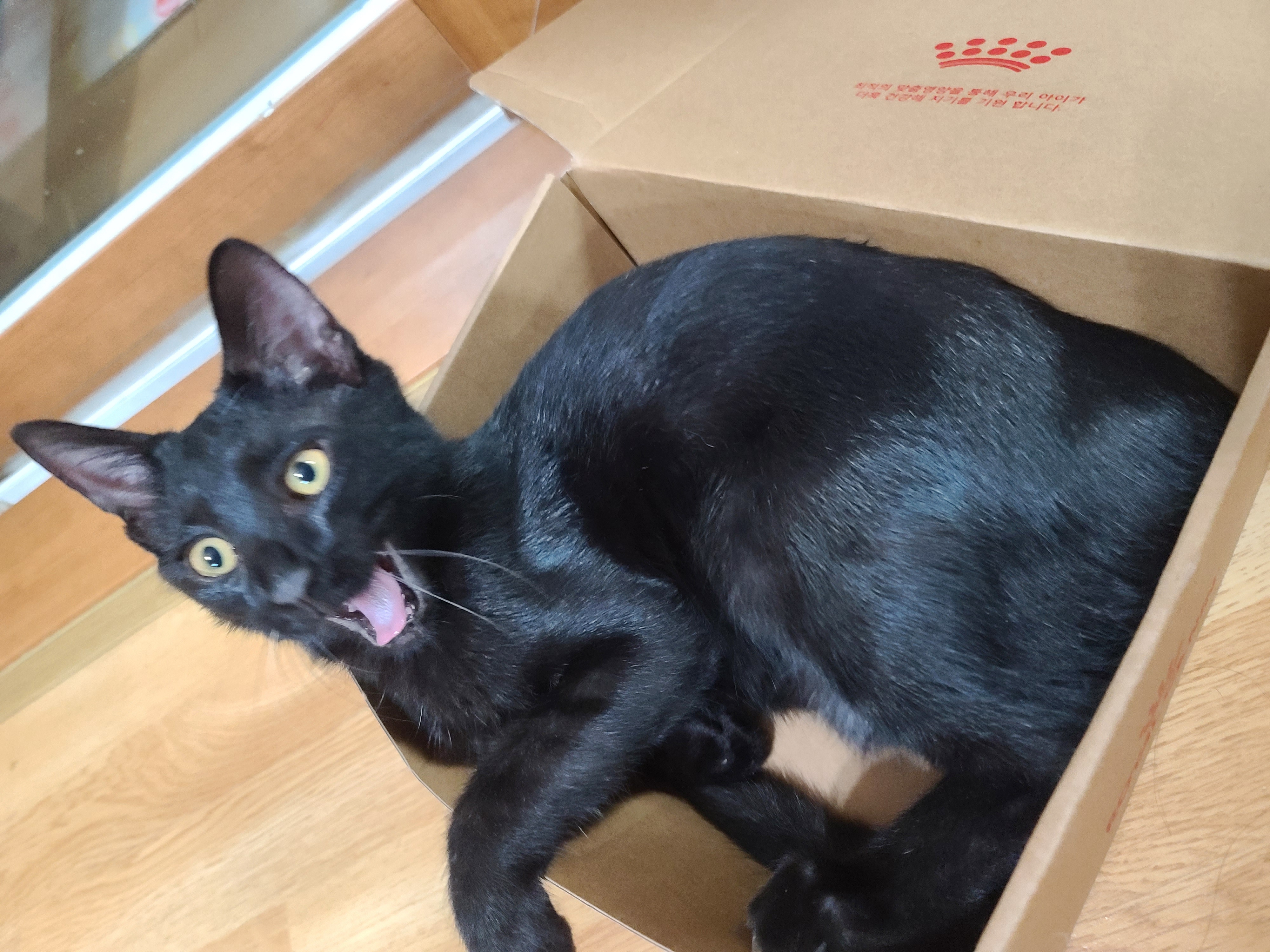 베리 입양후 한달