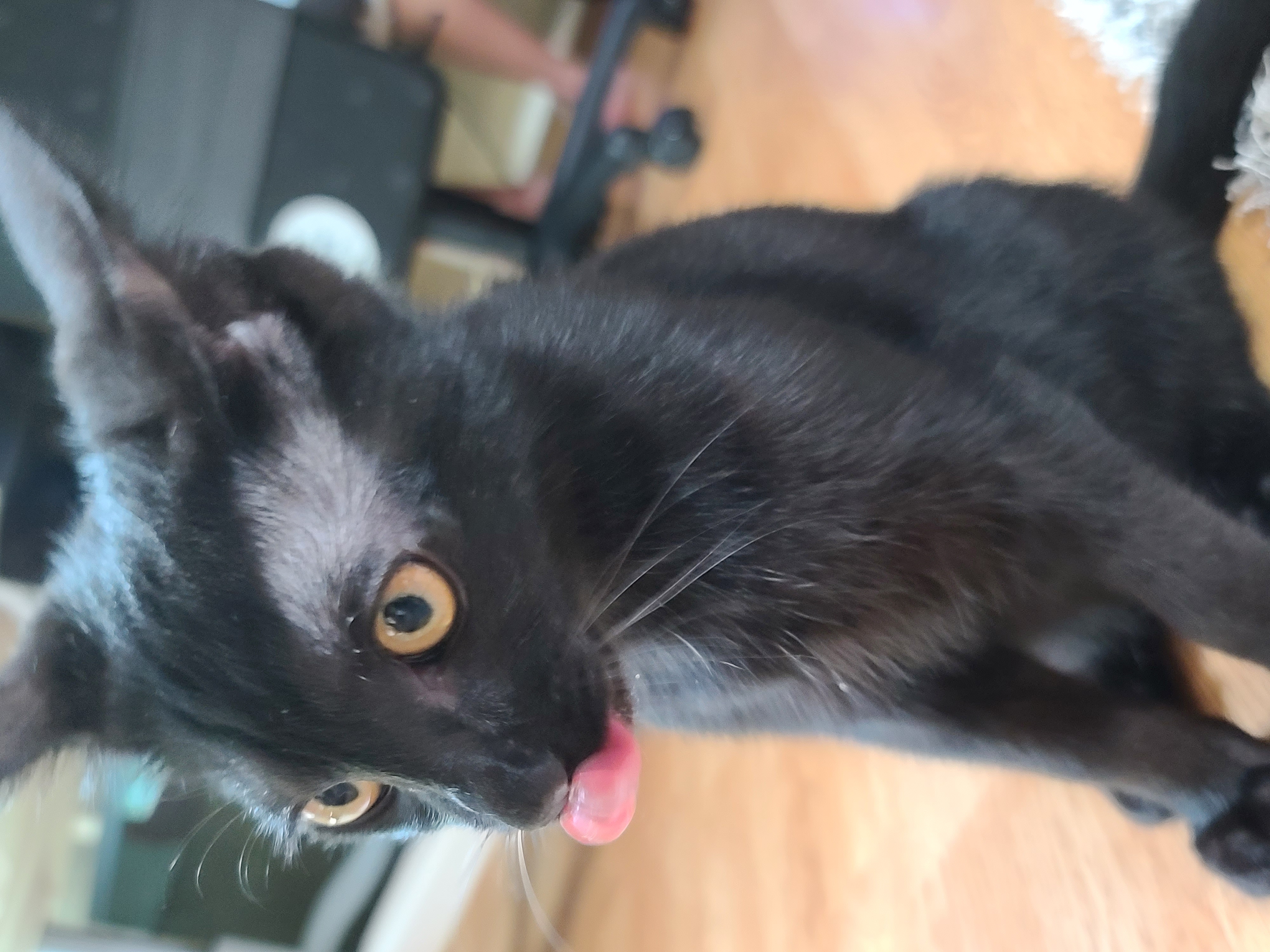 베리 입양후 한달