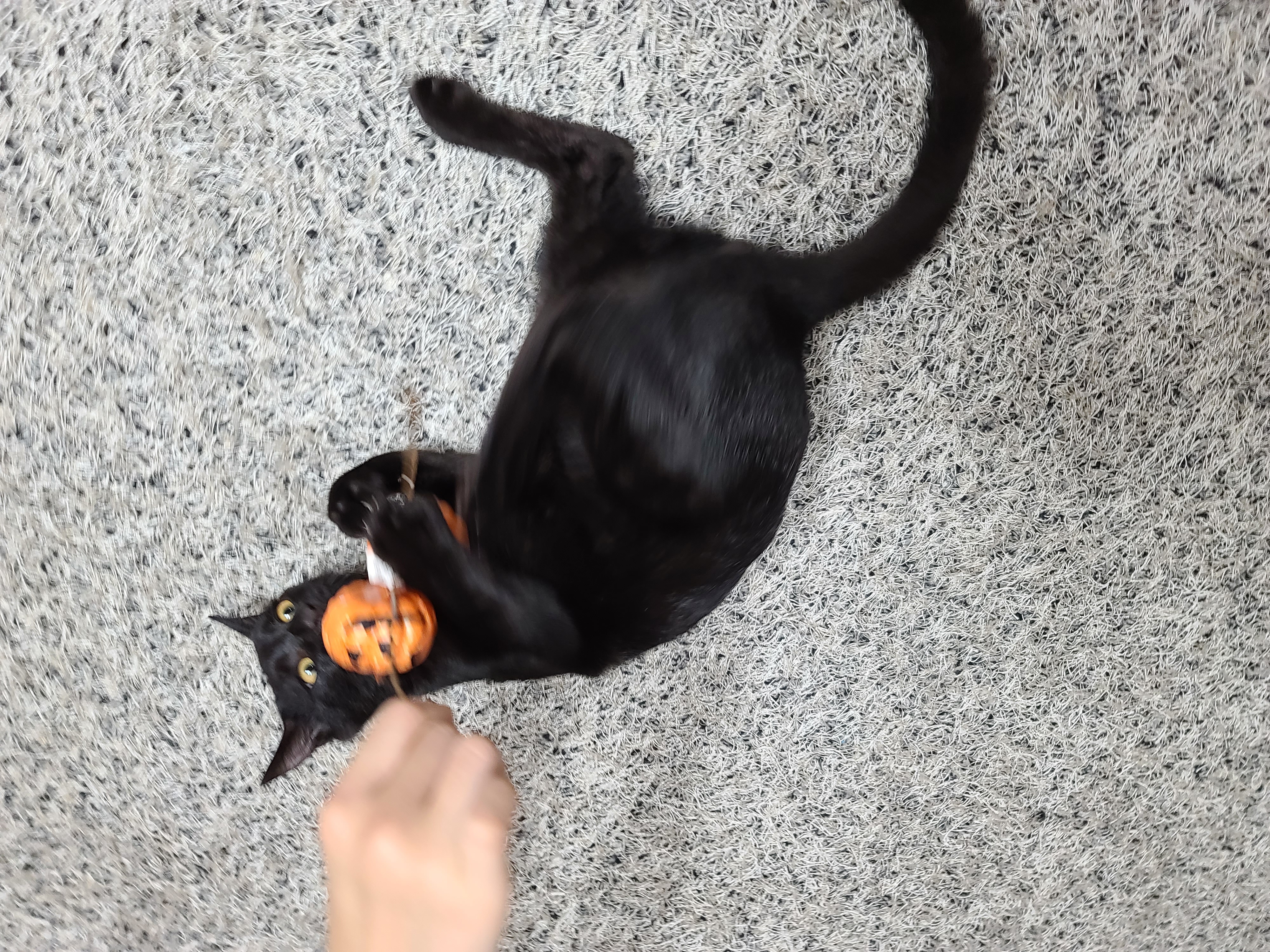 베리 입양후 한달