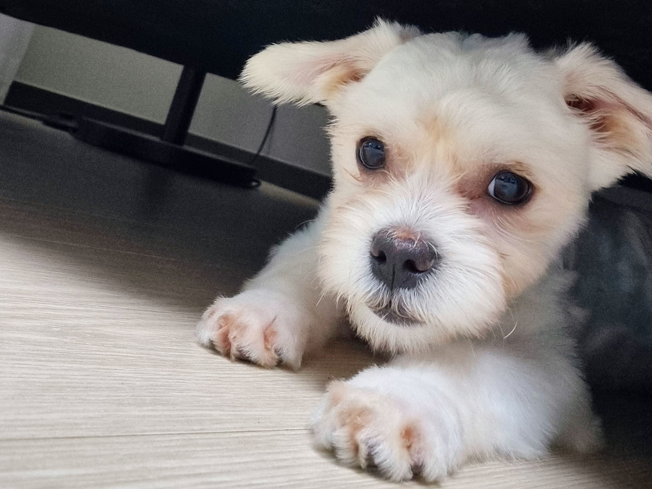 두유(포청) 입양 후기