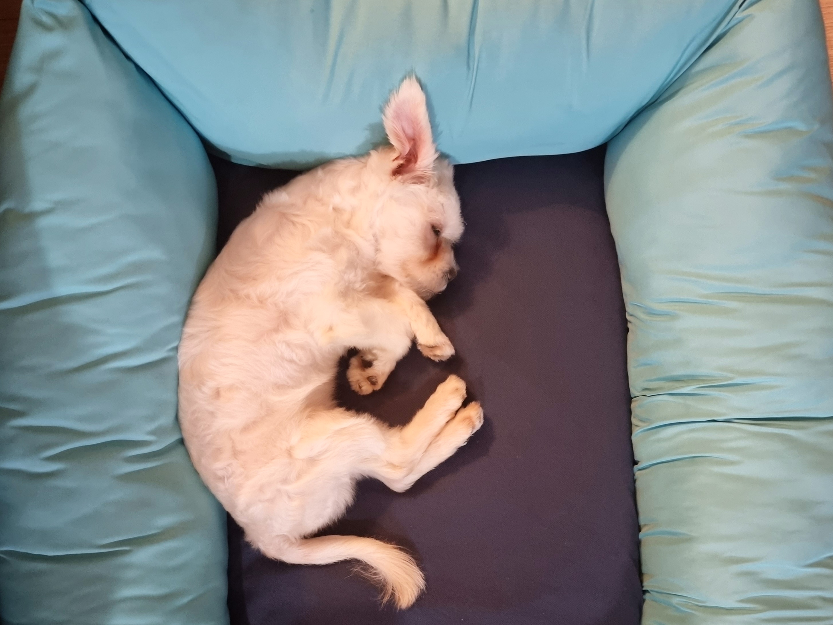 두유(포청) 입양 후기