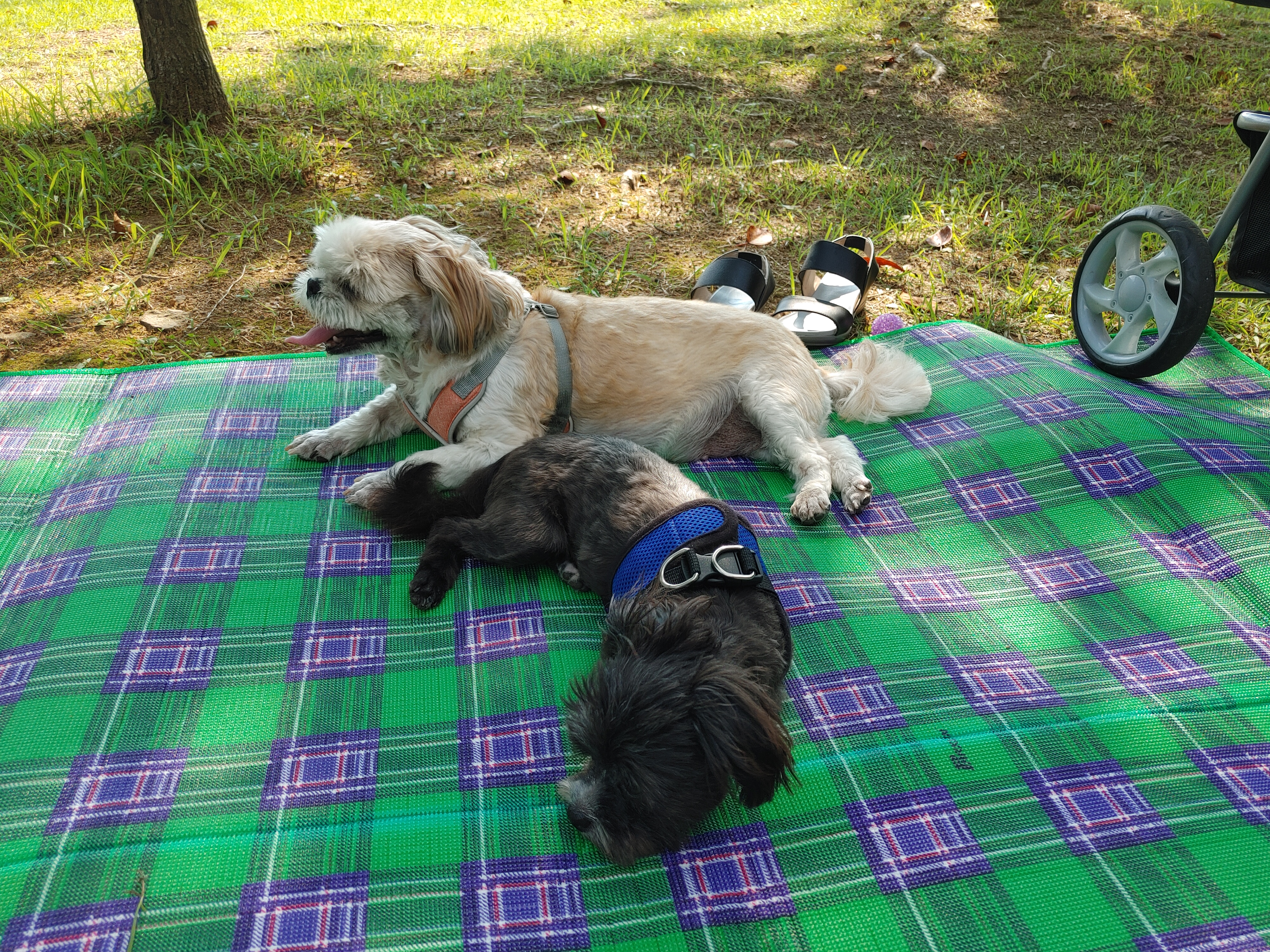 깡이(타타)와 승이(탱숙)