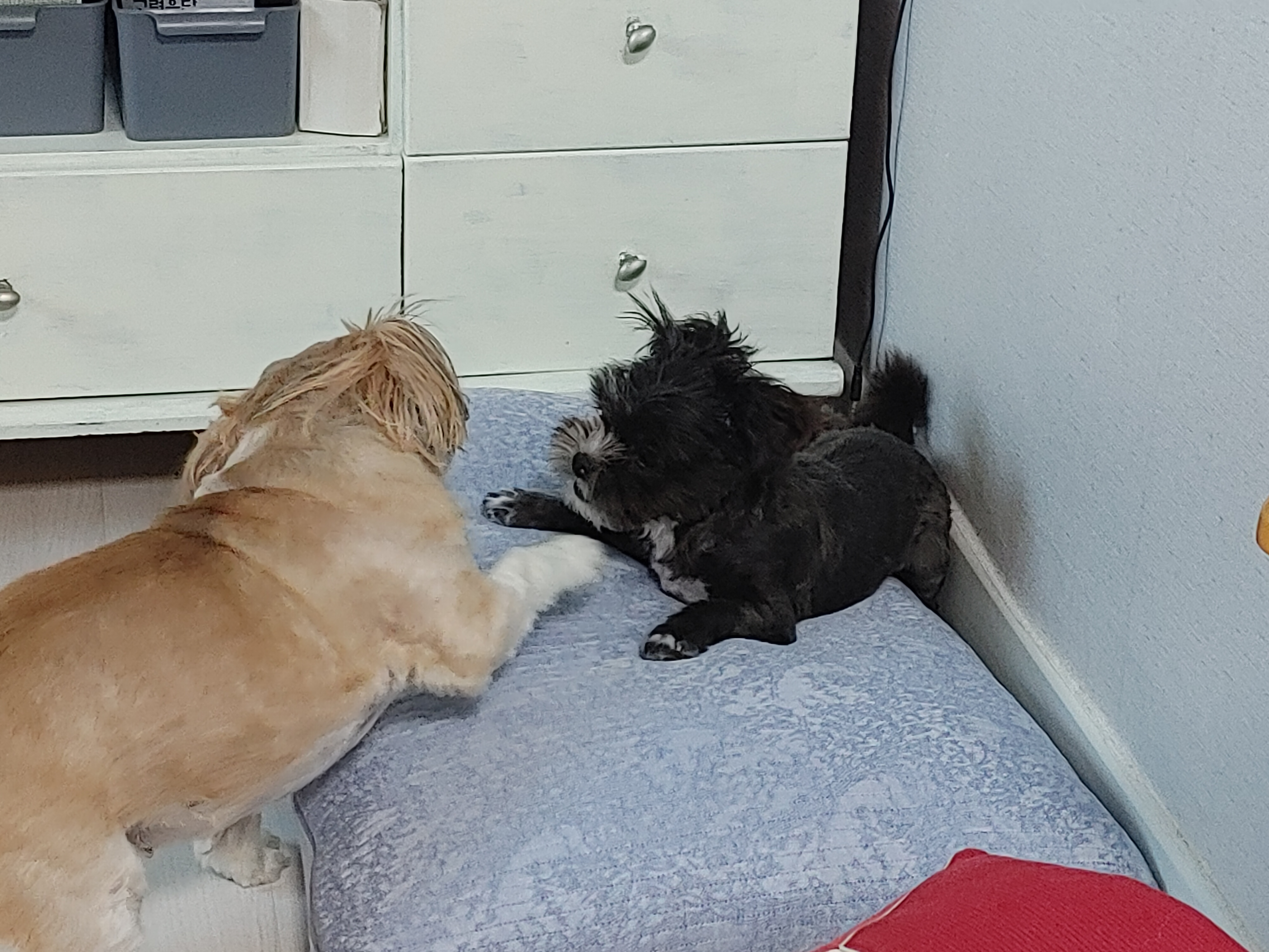 깡이(타타)와 승이(탱숙)