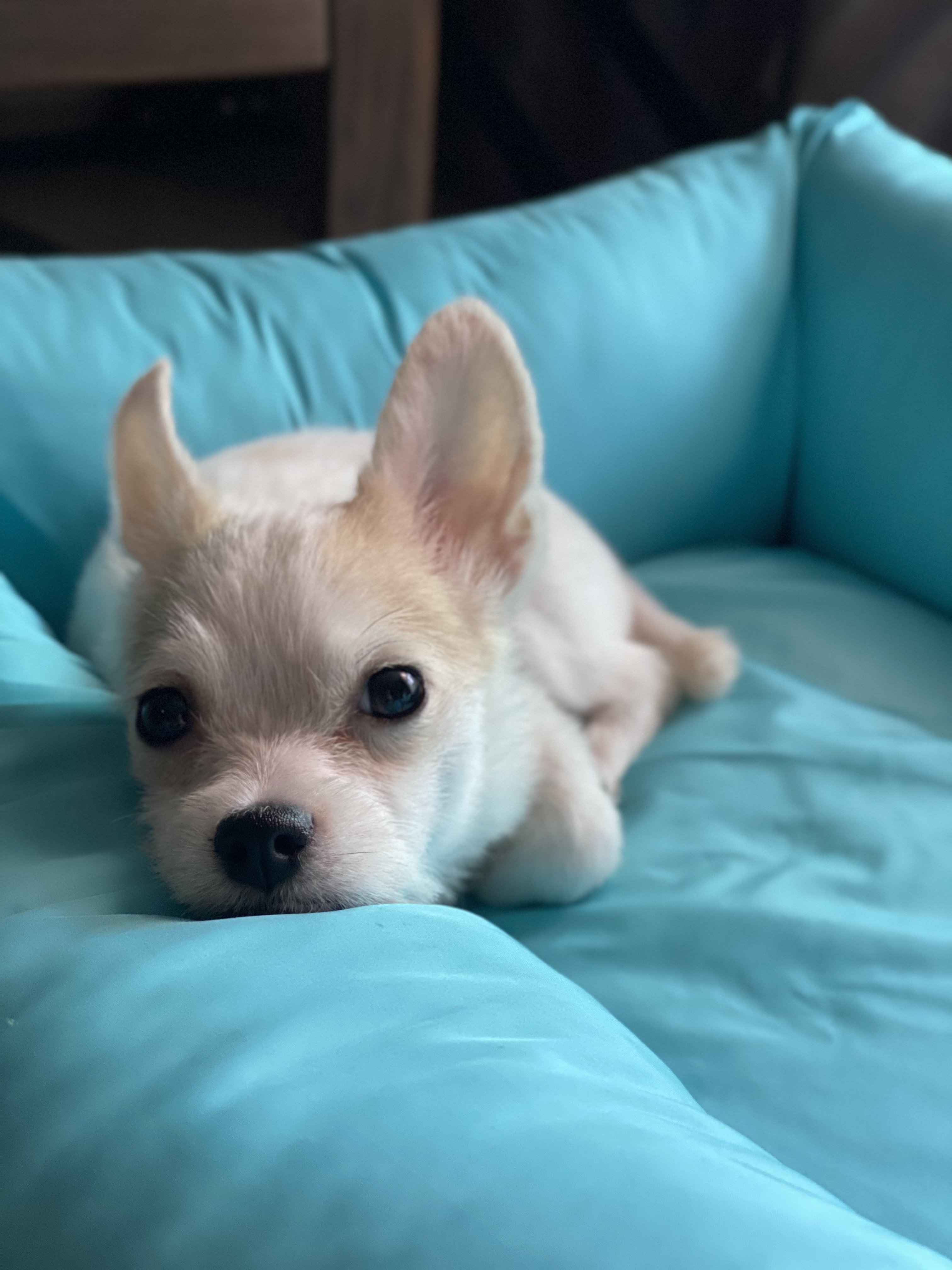 사랑스런 버터(쿠나) 임보후기